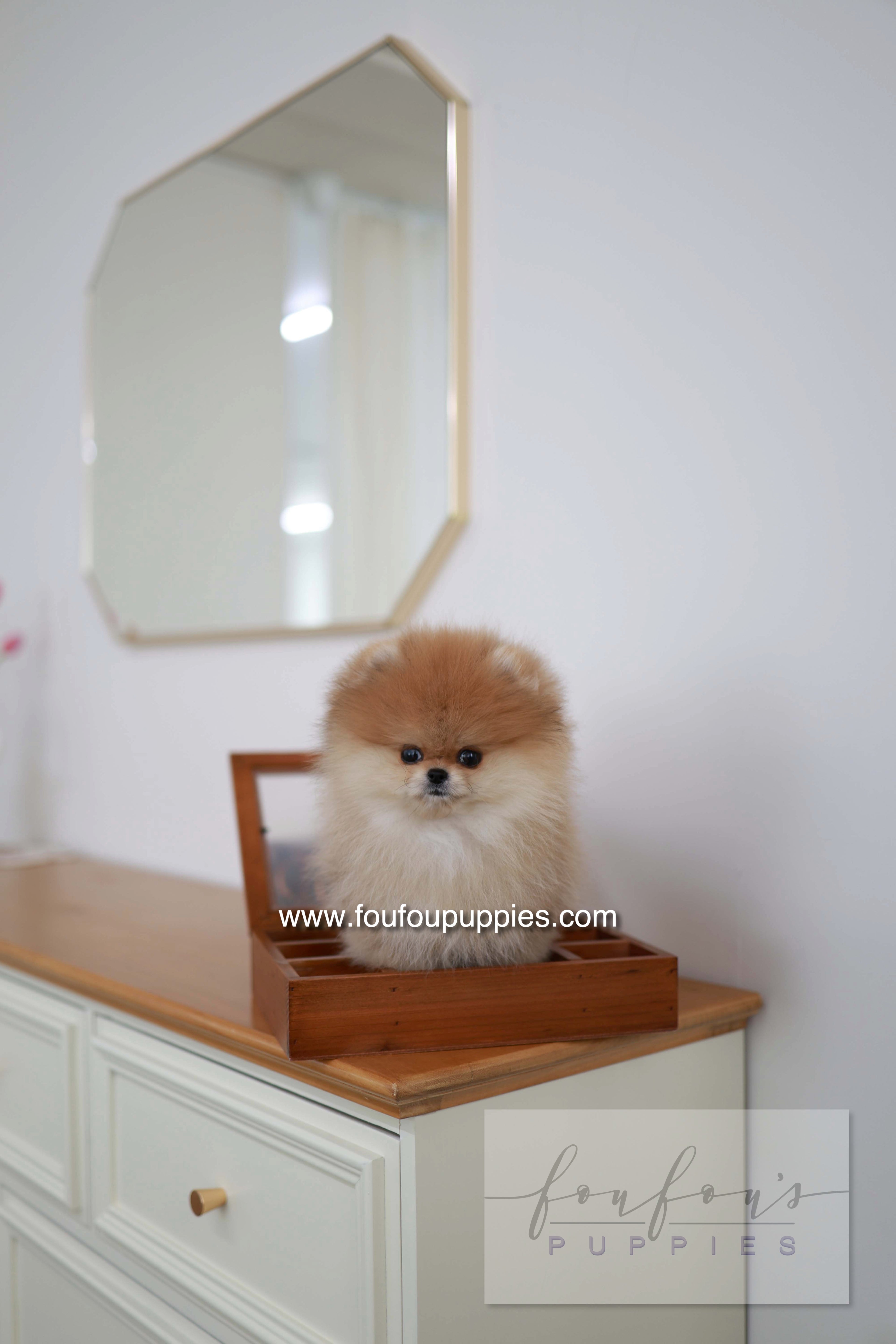BooBear - Pomeranian M.