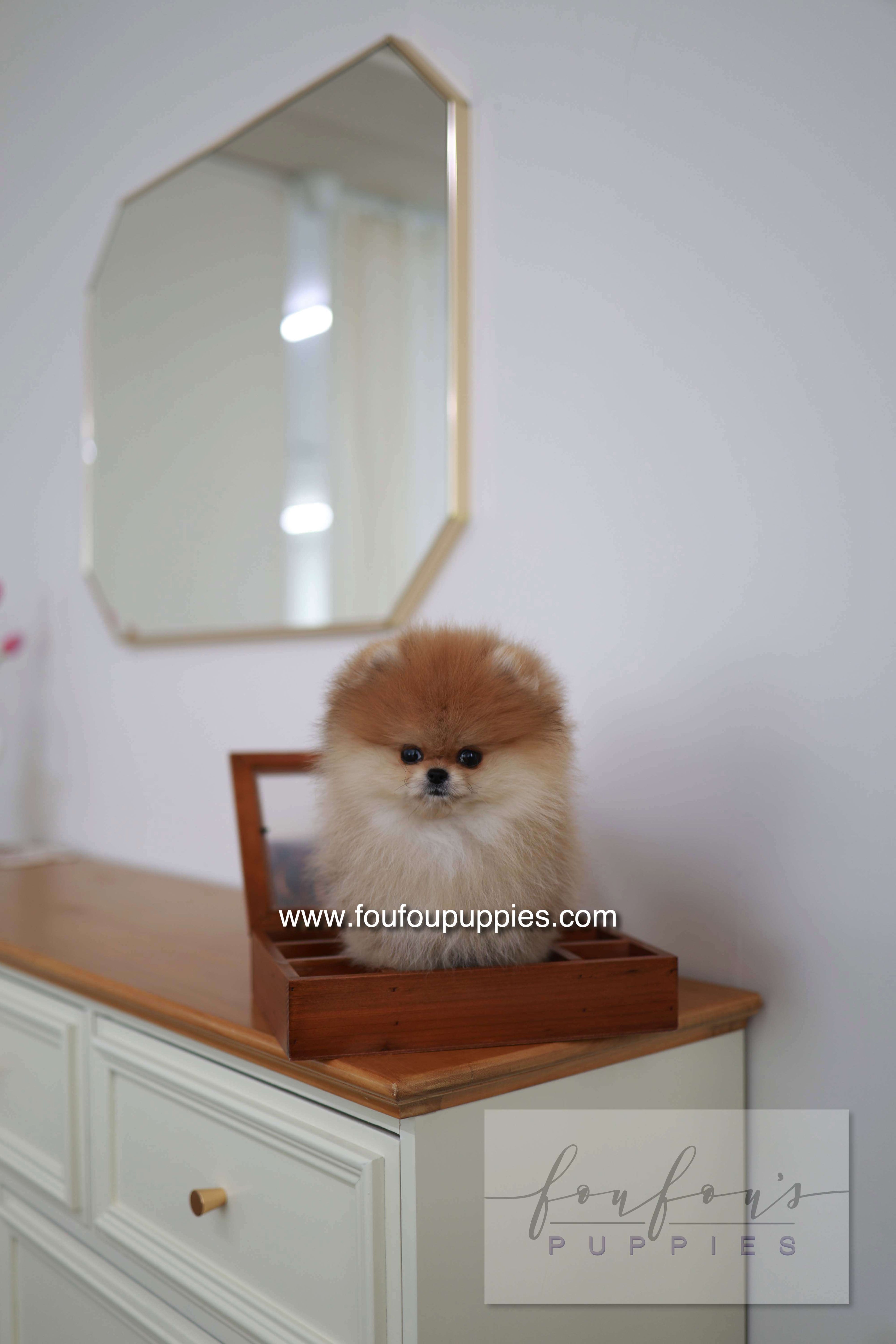 BooBear - Pomeranian M.