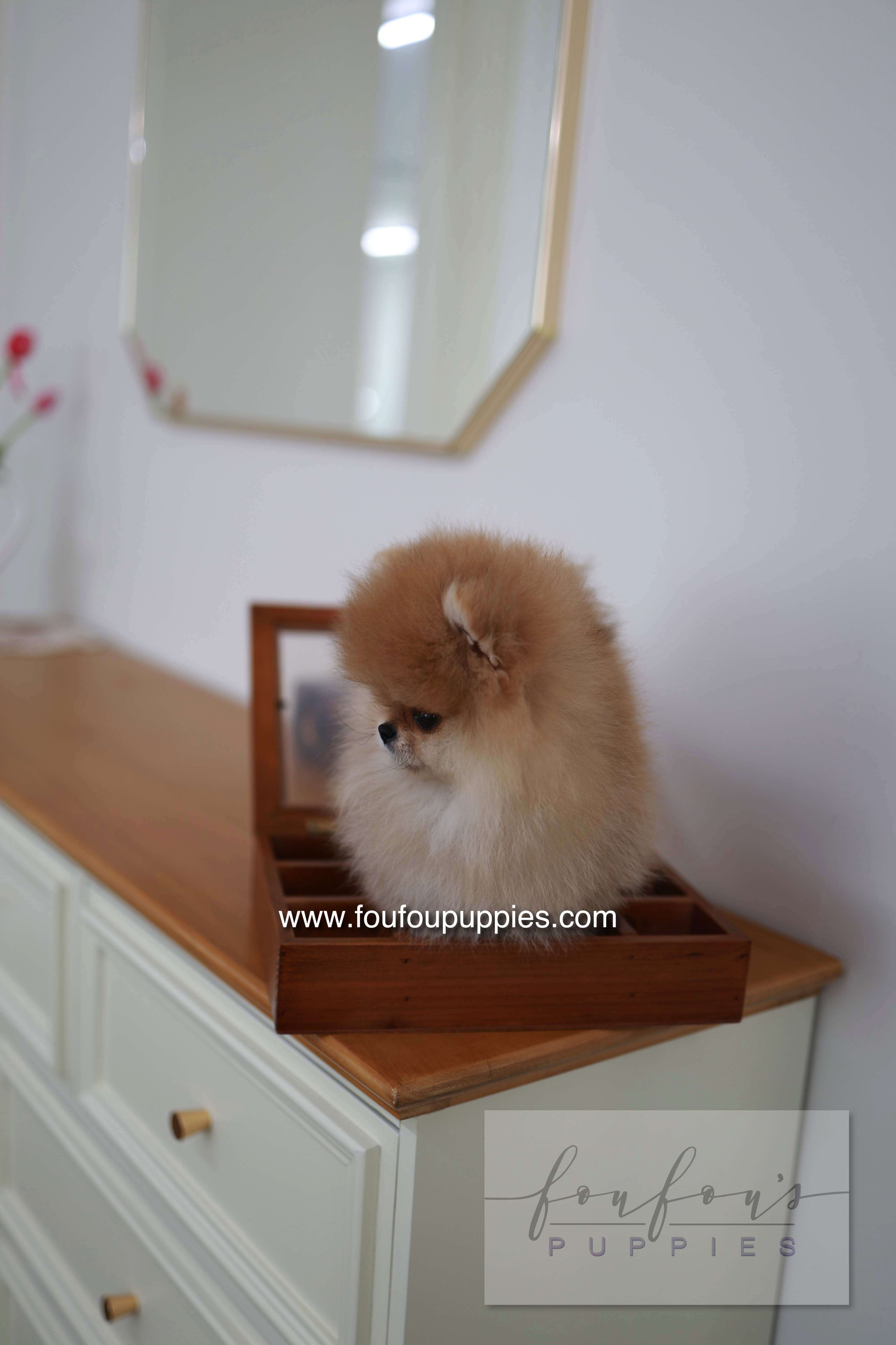 BooBear - Pomeranian M.