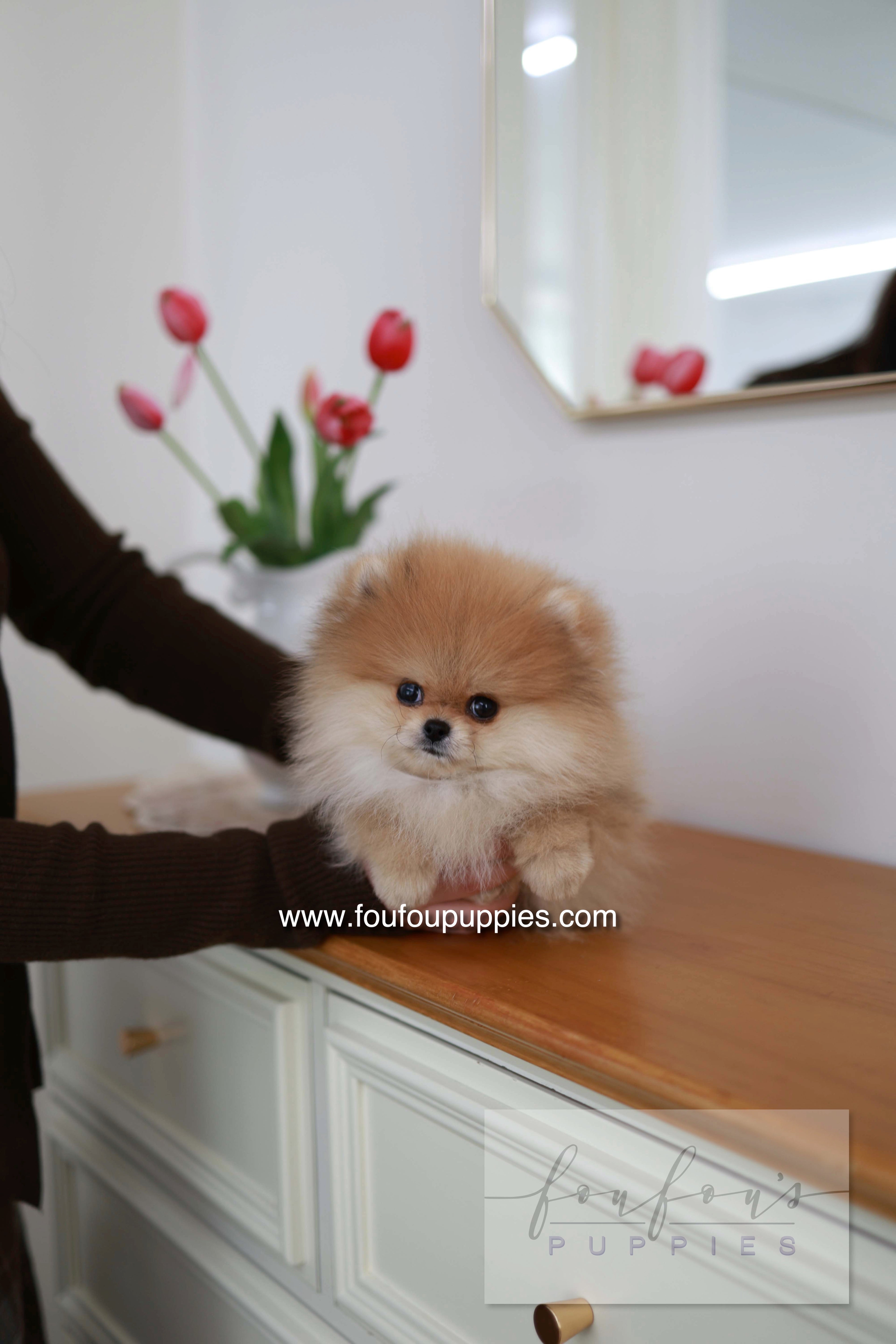 BooBear - Pomeranian M.