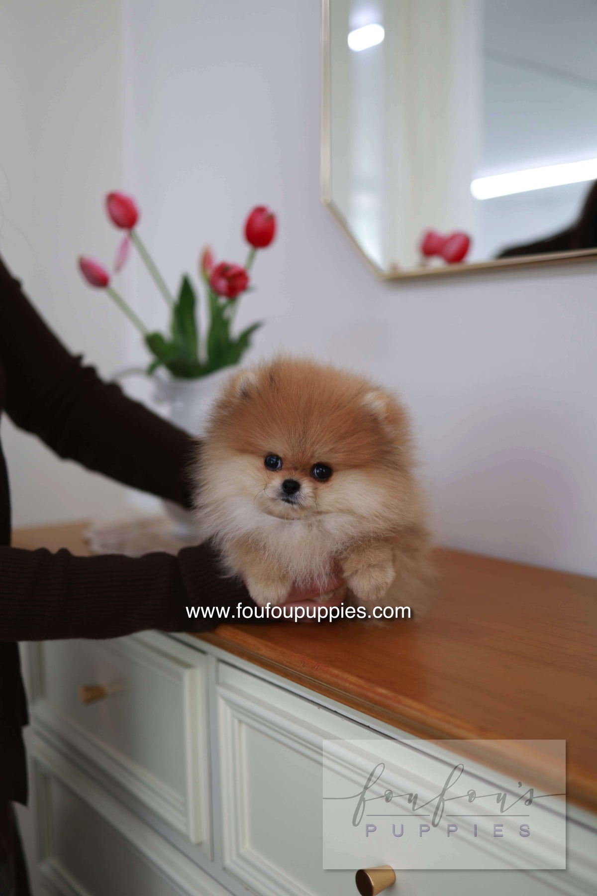 BooBear - Pomeranian M.