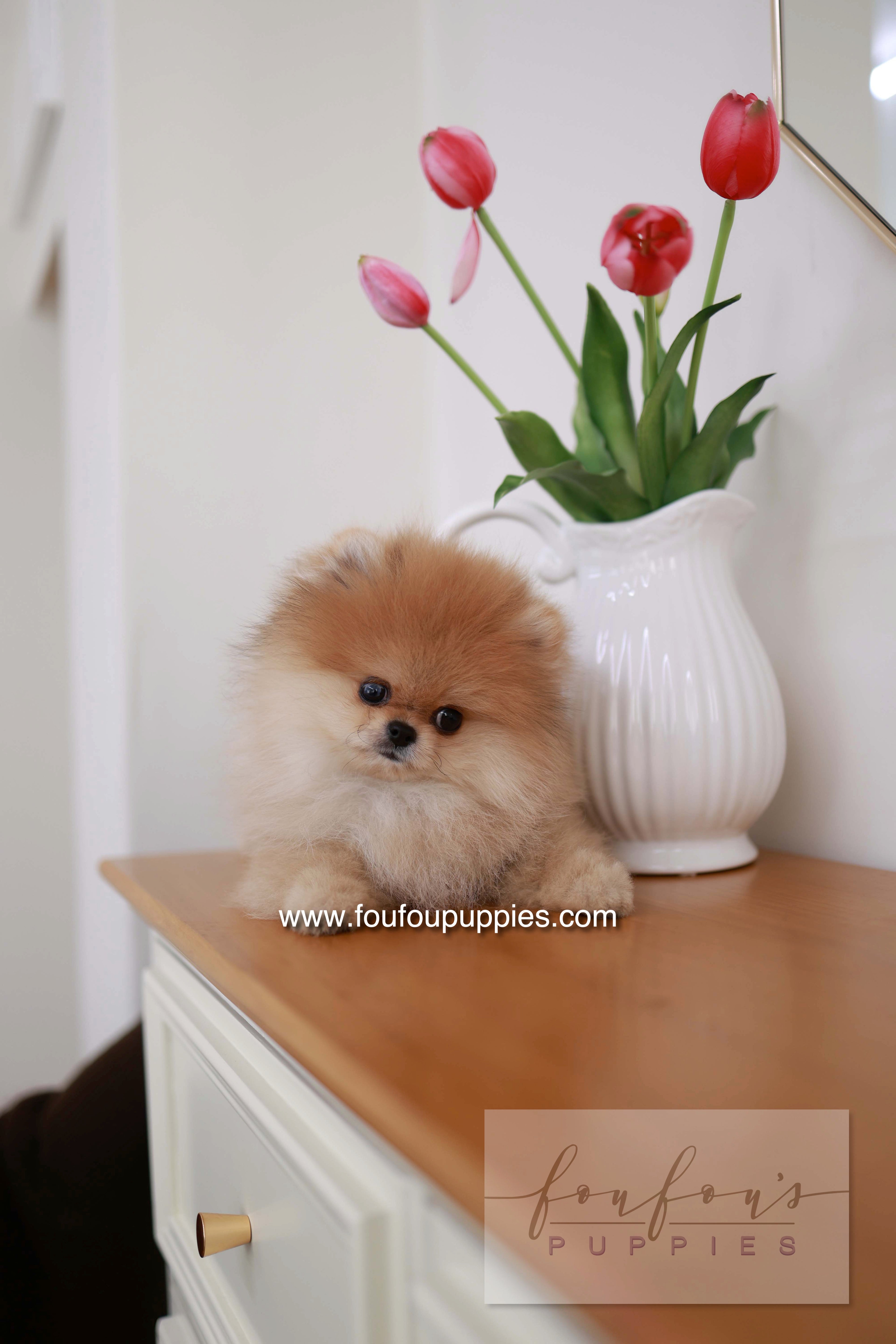 BooBear - Pomeranian M.