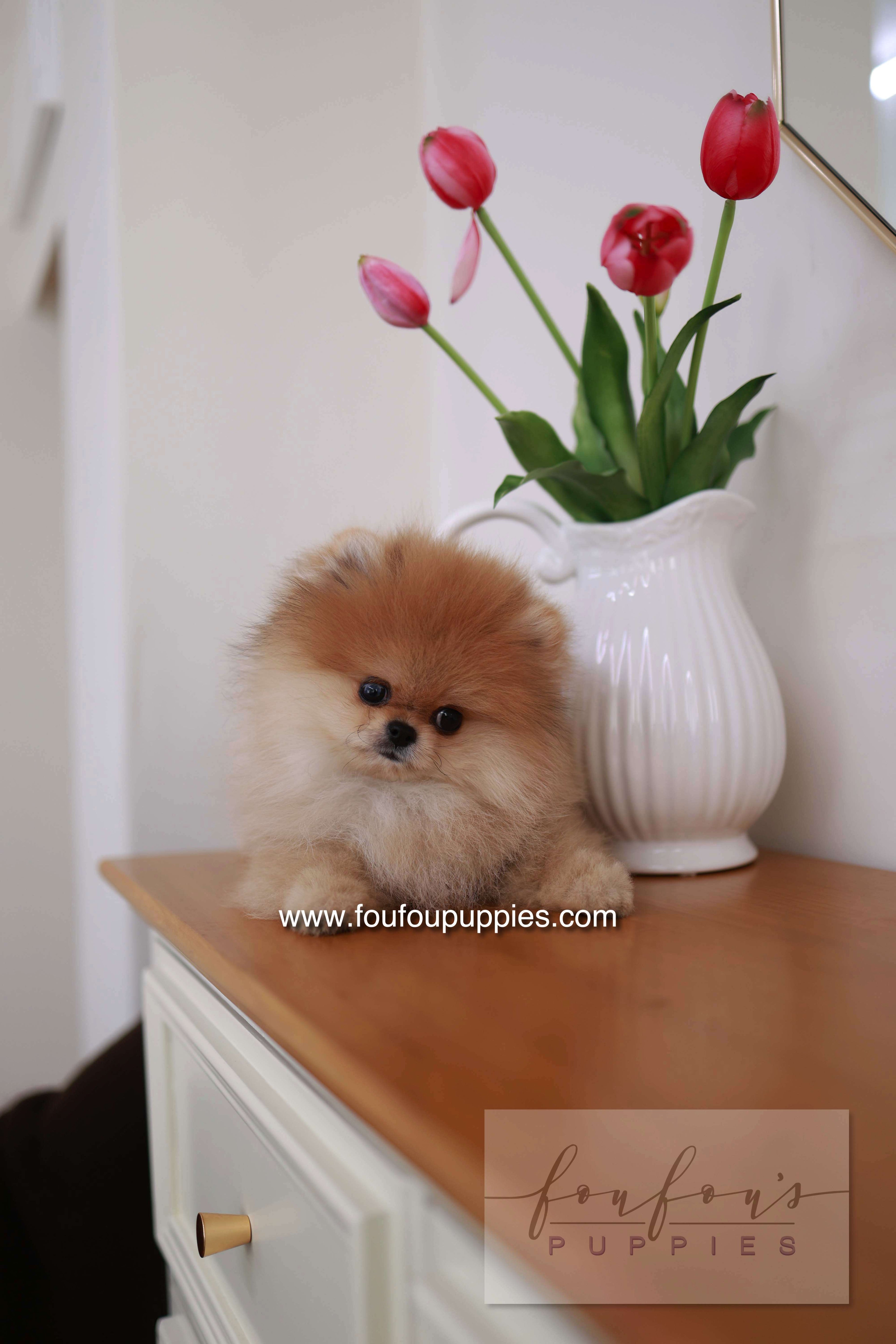 BooBear - Pomeranian M.