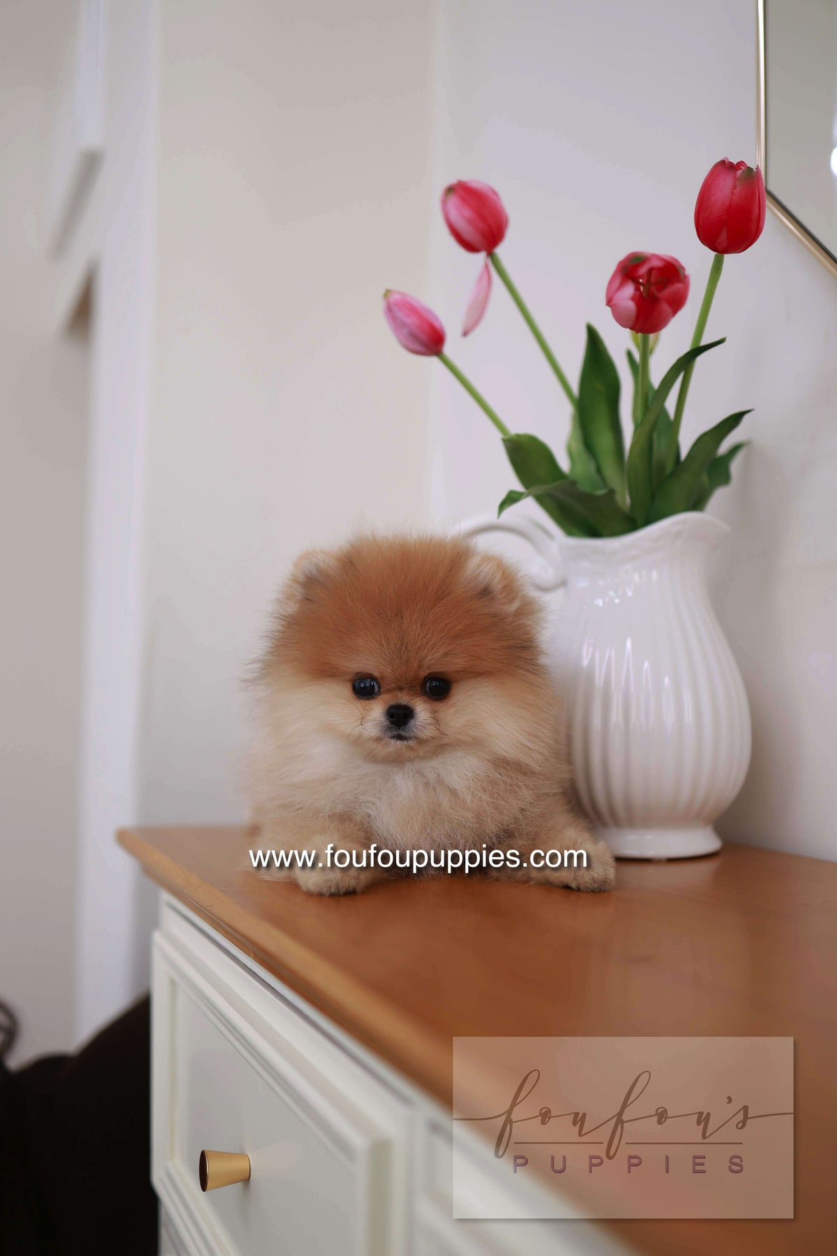 BooBear - Pomeranian M.