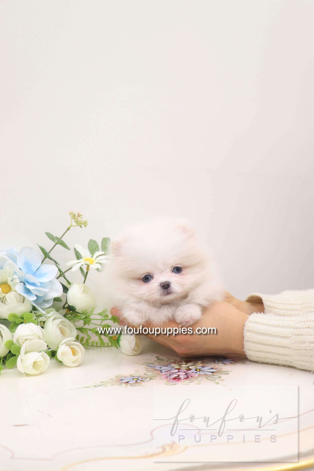 Skye - Pomeranian F.