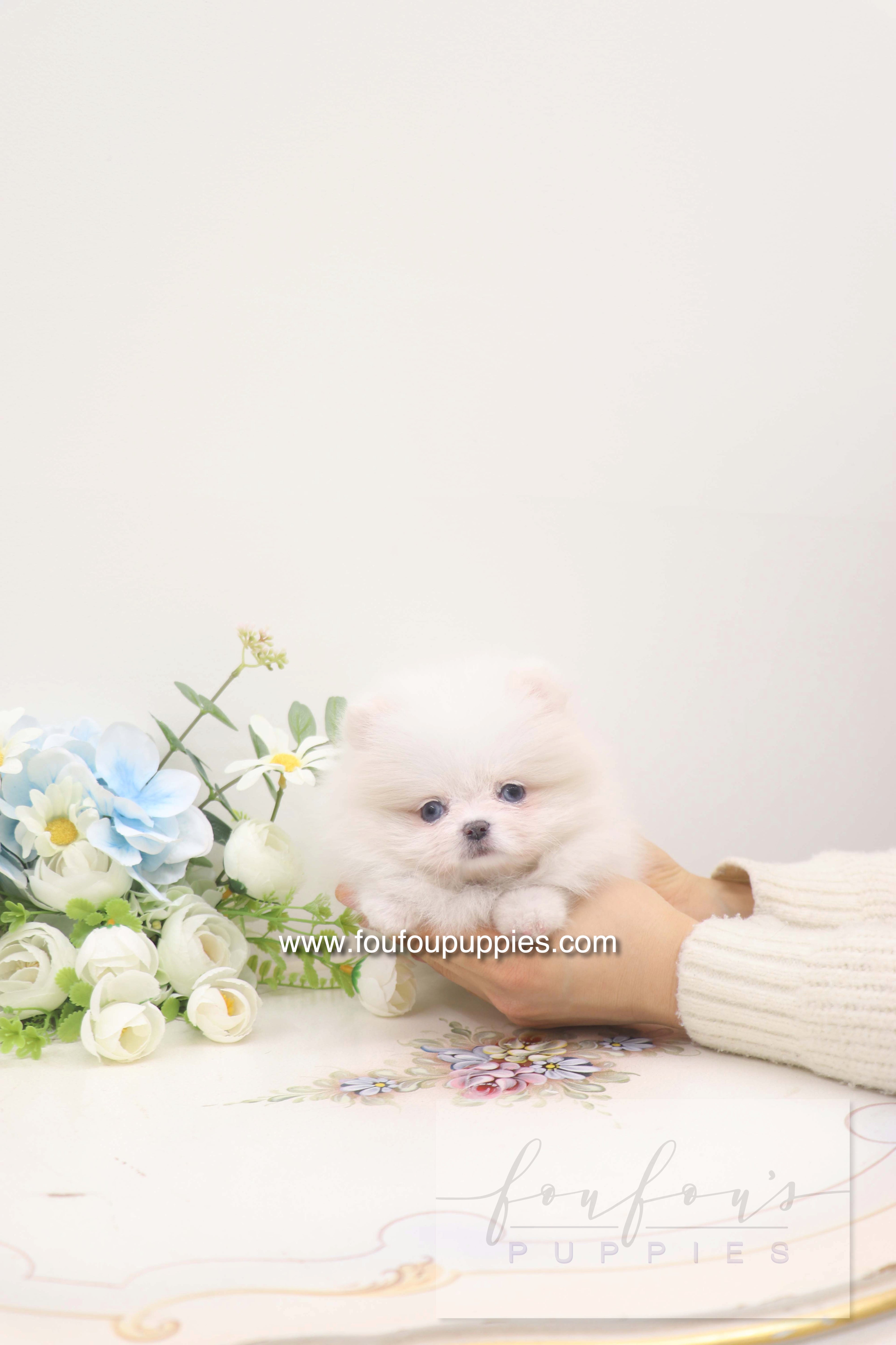 Skye - Pomeranian F.