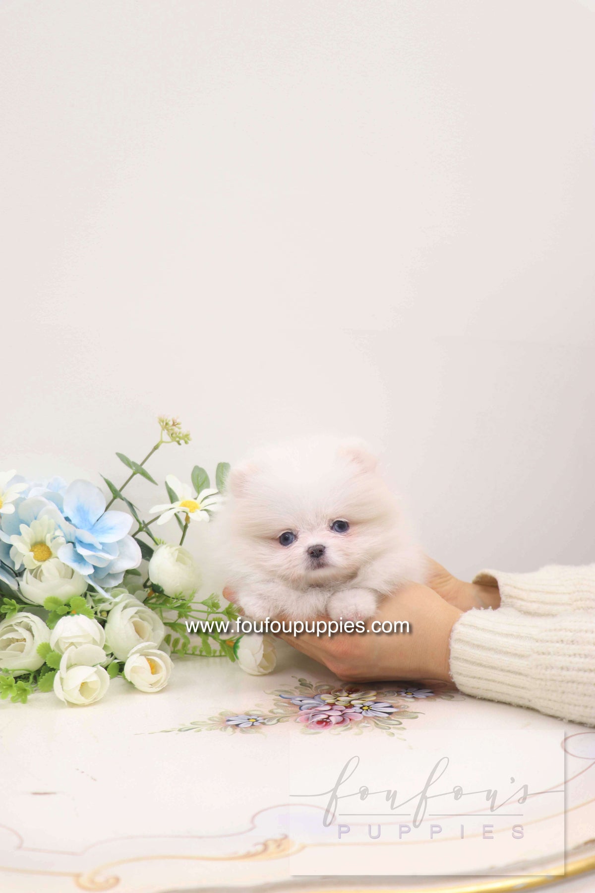 Skye - Pomeranian F.