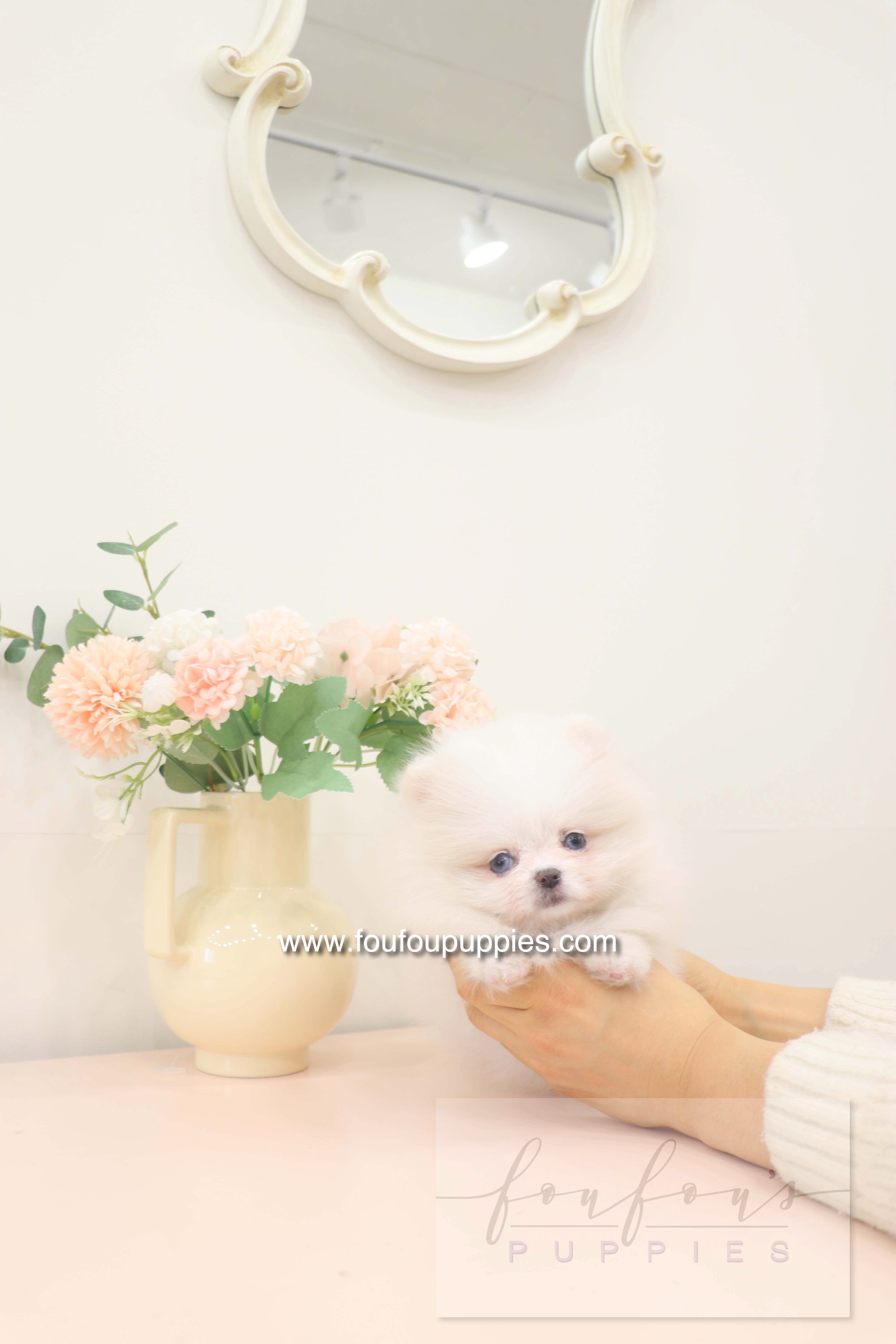 Skye - Pomeranian F.