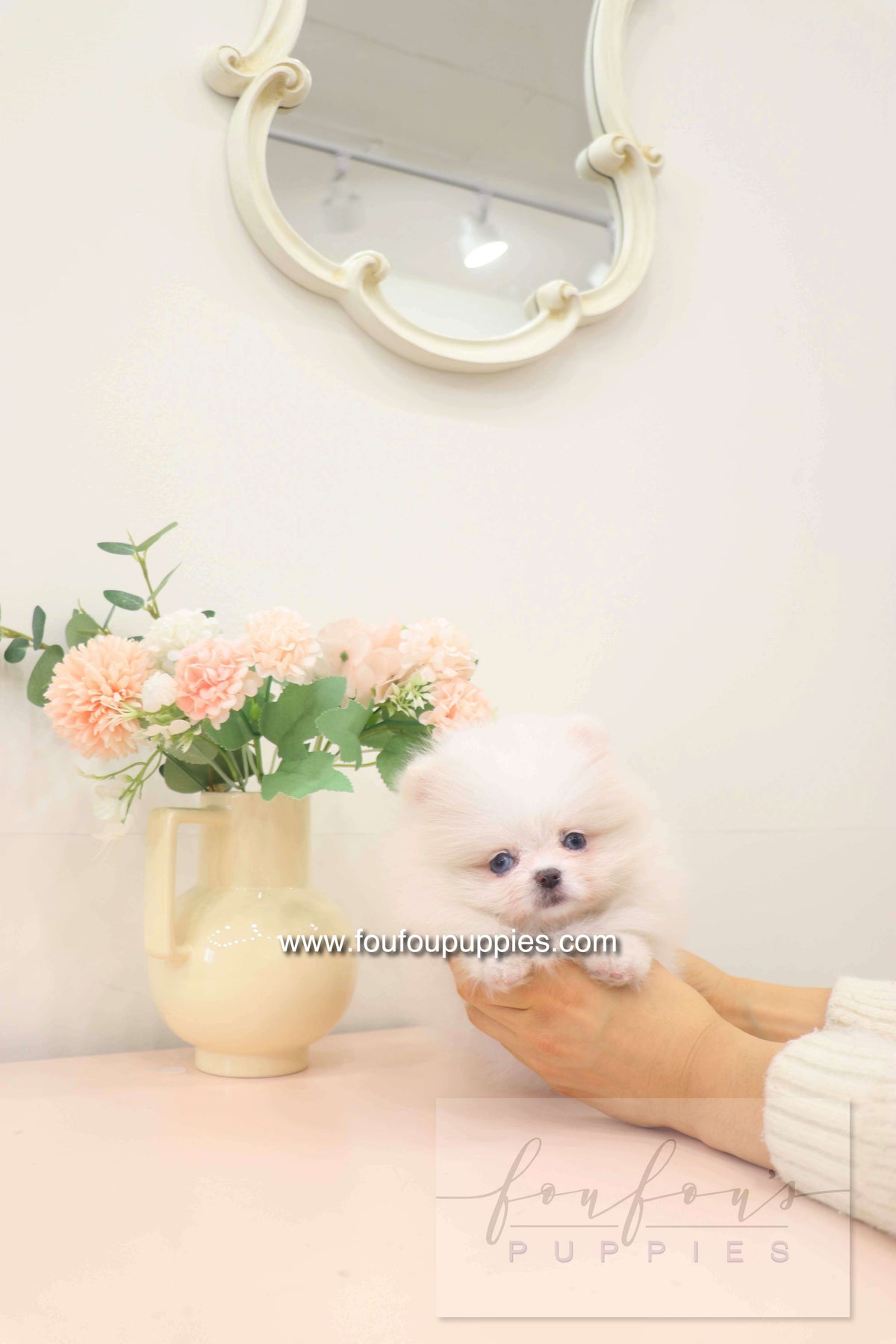Skye - Pomeranian F.