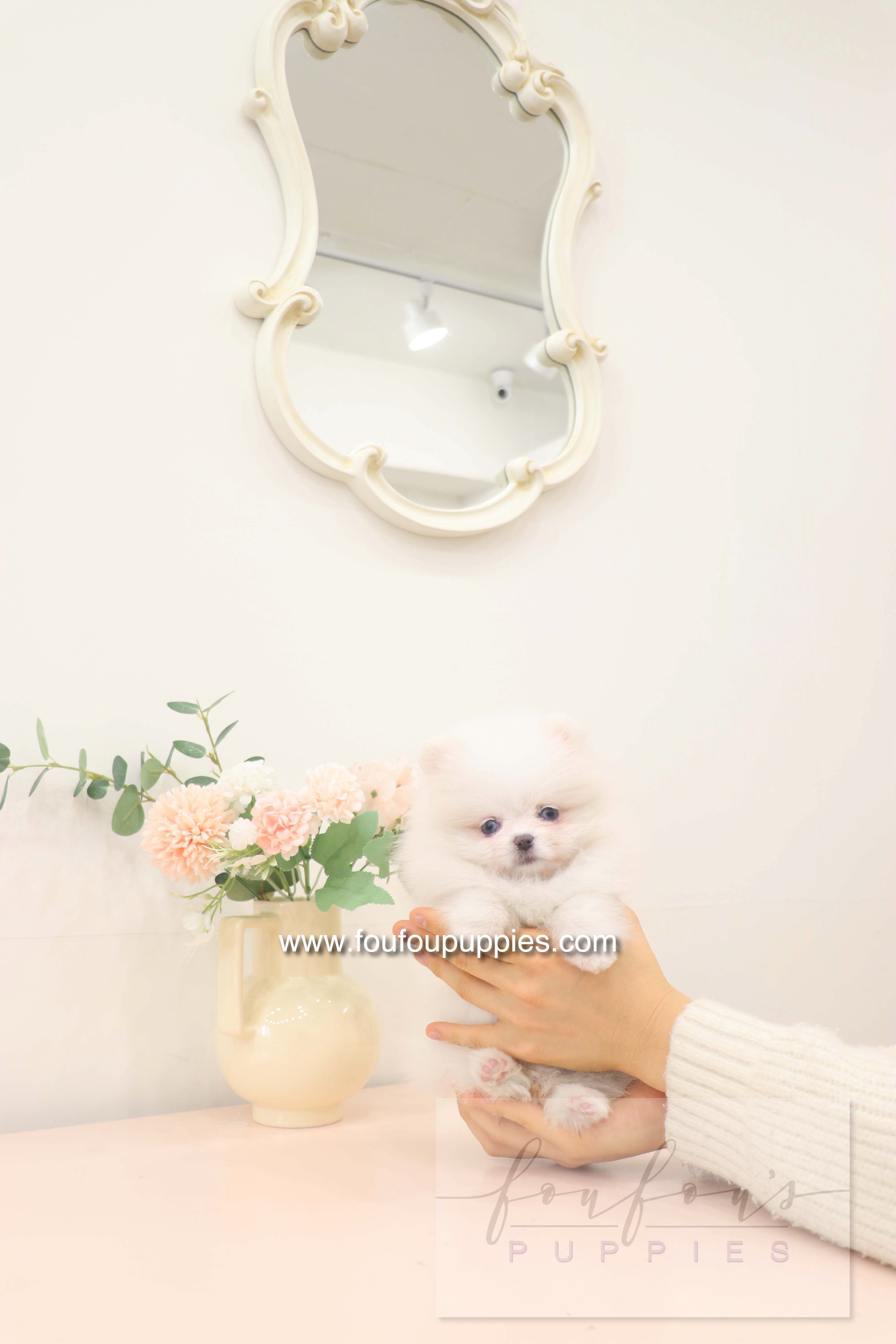 Skye - Pomeranian F.