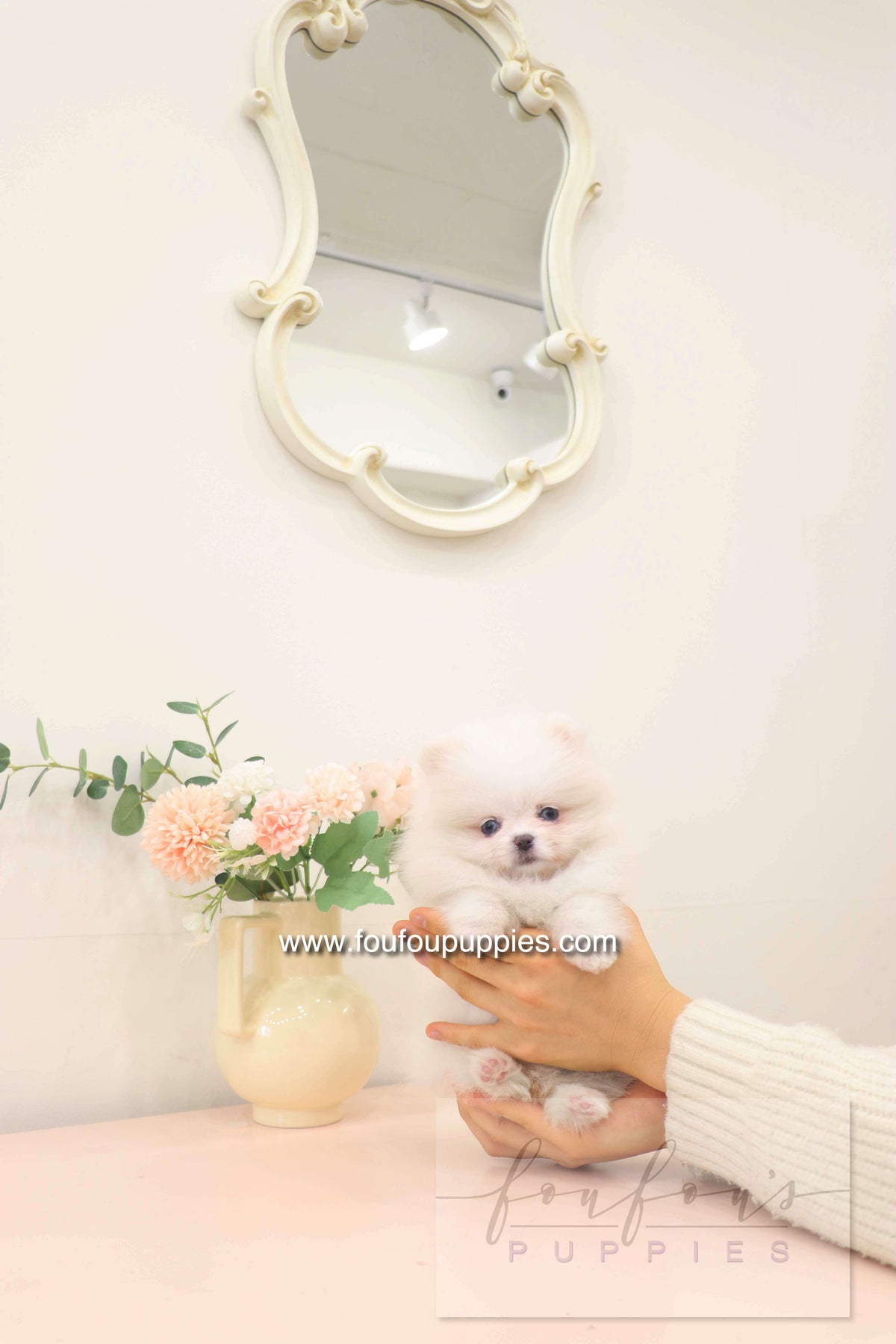 Skye - Pomeranian F.
