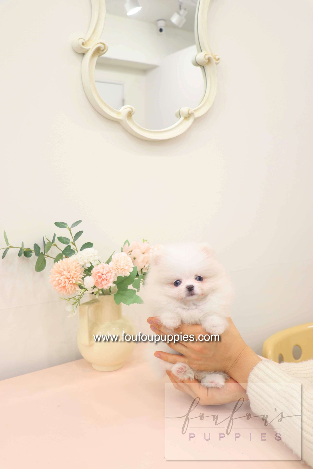 Skye - Pomeranian F.