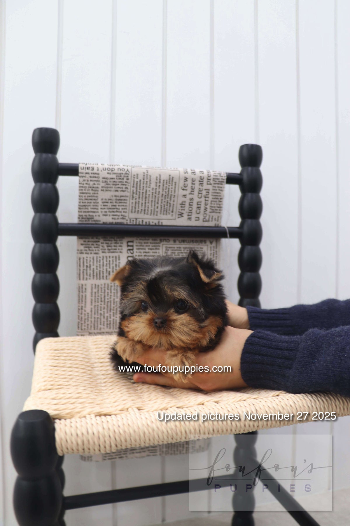 Chérie - Yorkshire Terrier F.