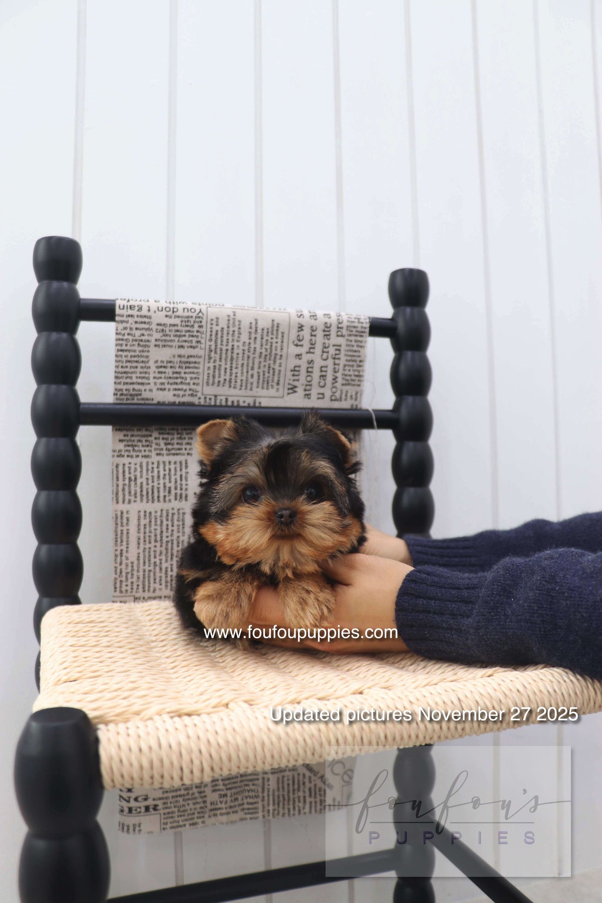 Chérie - Yorkshire Terrier F.
