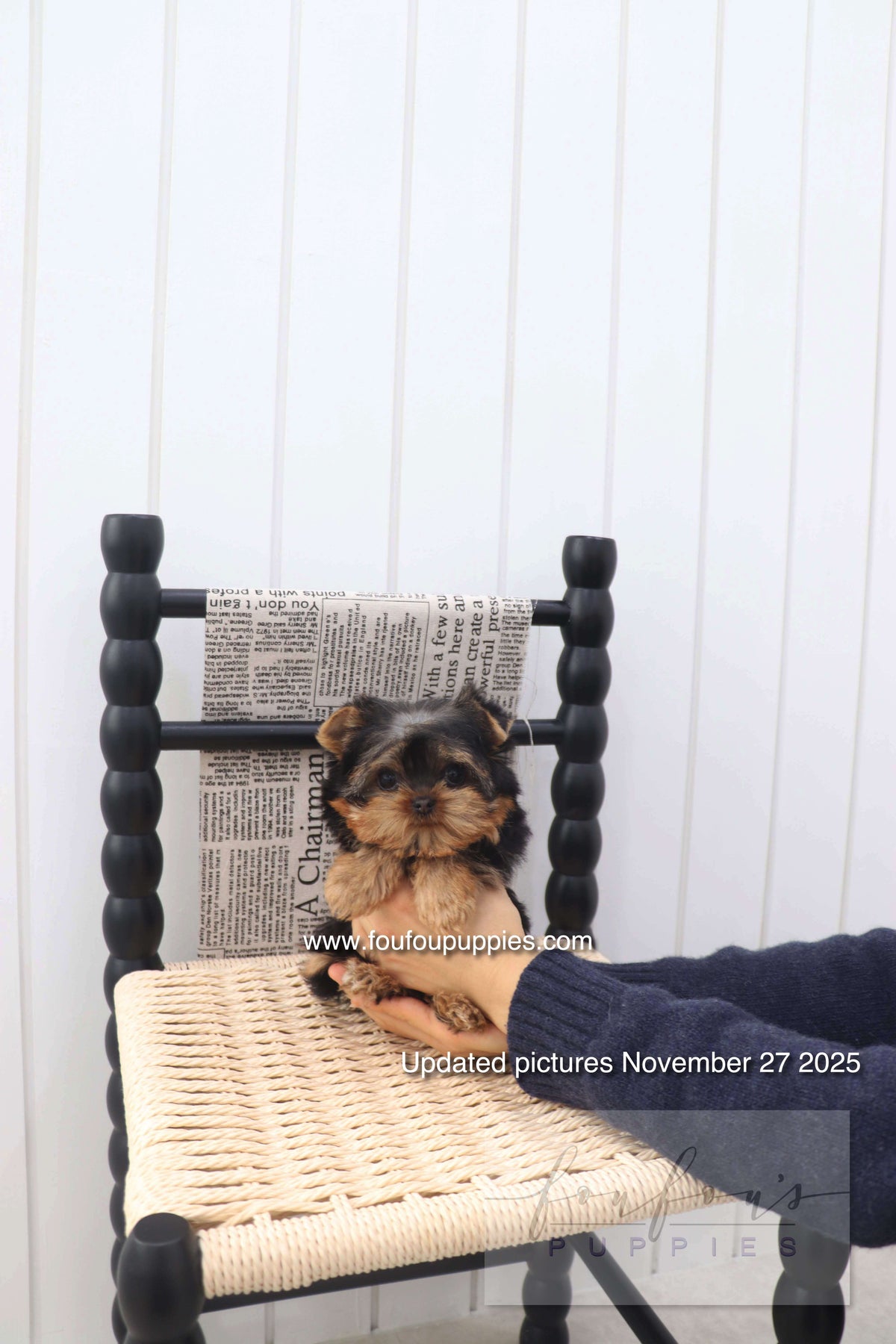 Chérie - Yorkshire Terrier F.