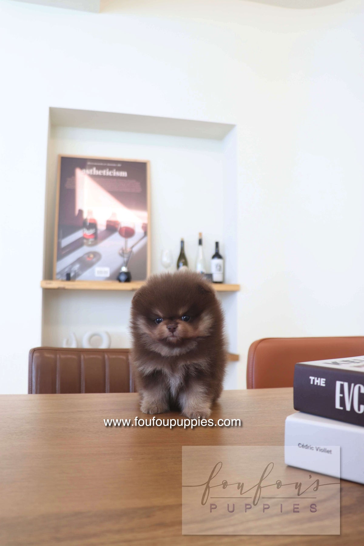 Hershey - Pomeranian M.