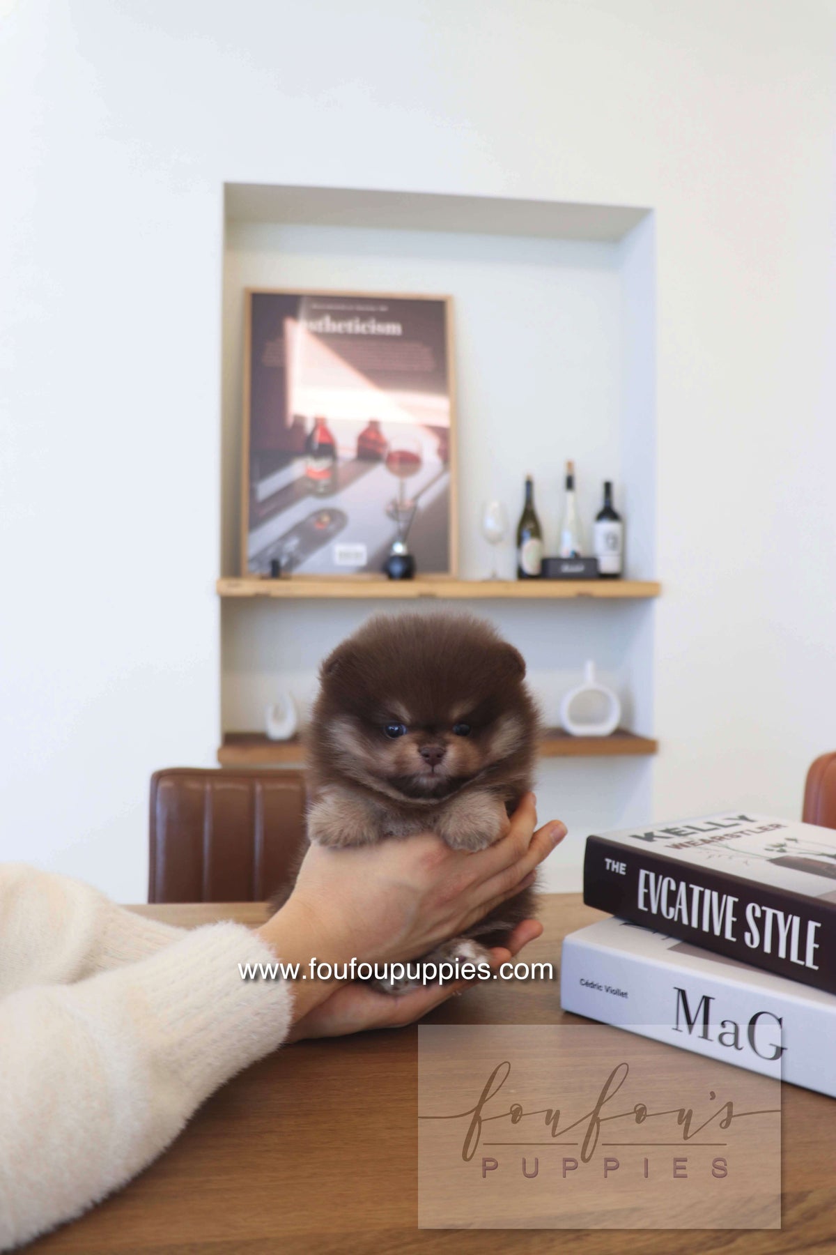 Hershey - Pomeranian M.