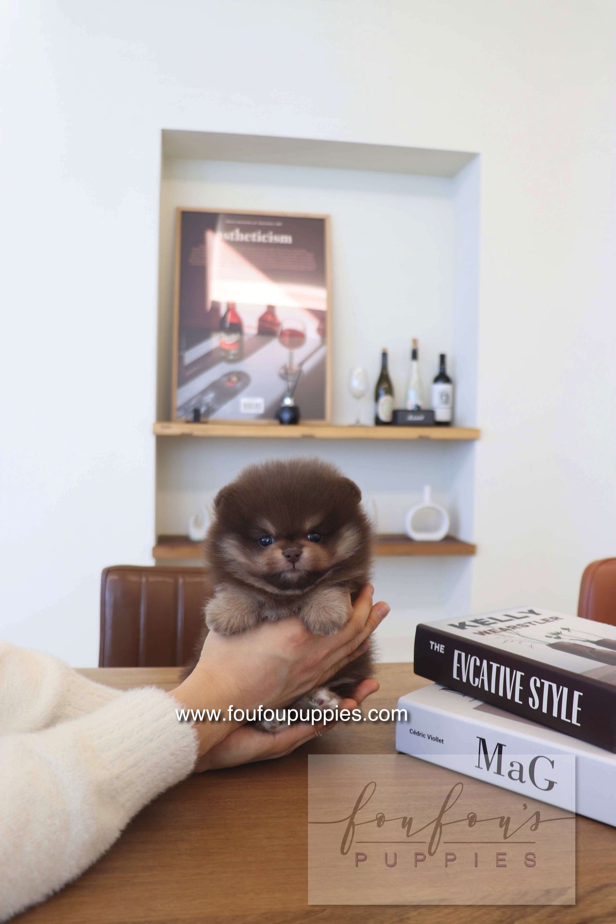 Teacup Puppies for Sale