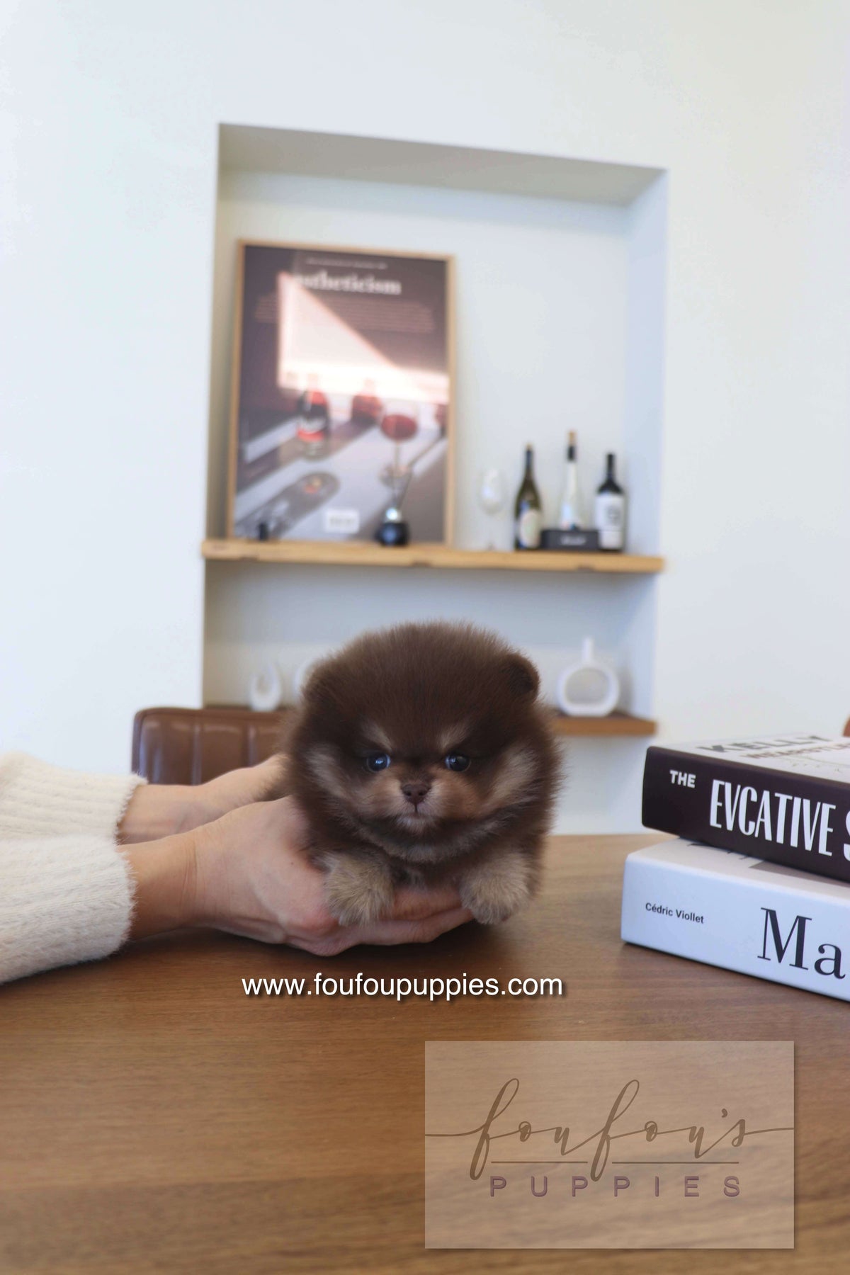 Hershey - Pomeranian M.