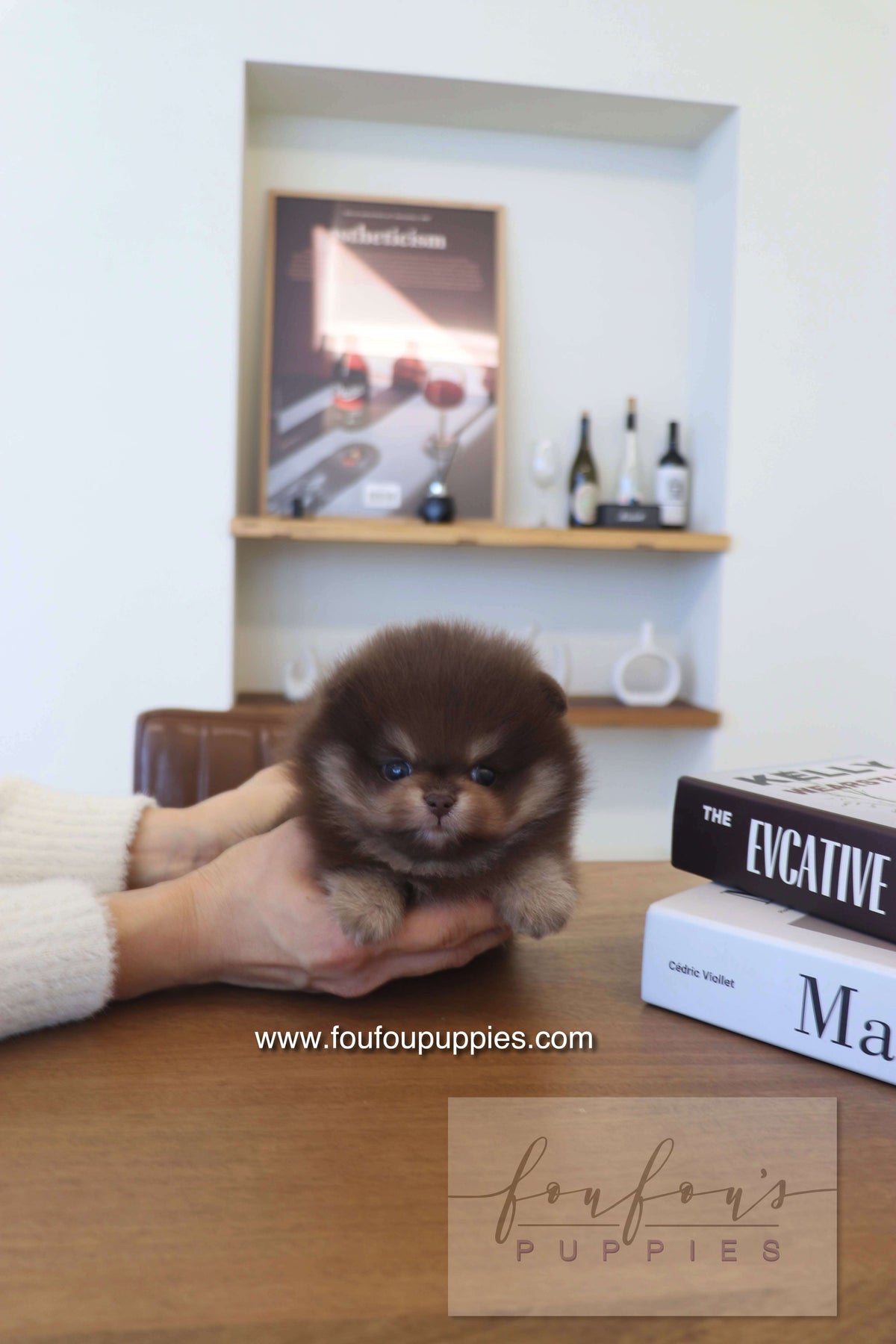 Hershey - Pomeranian M.