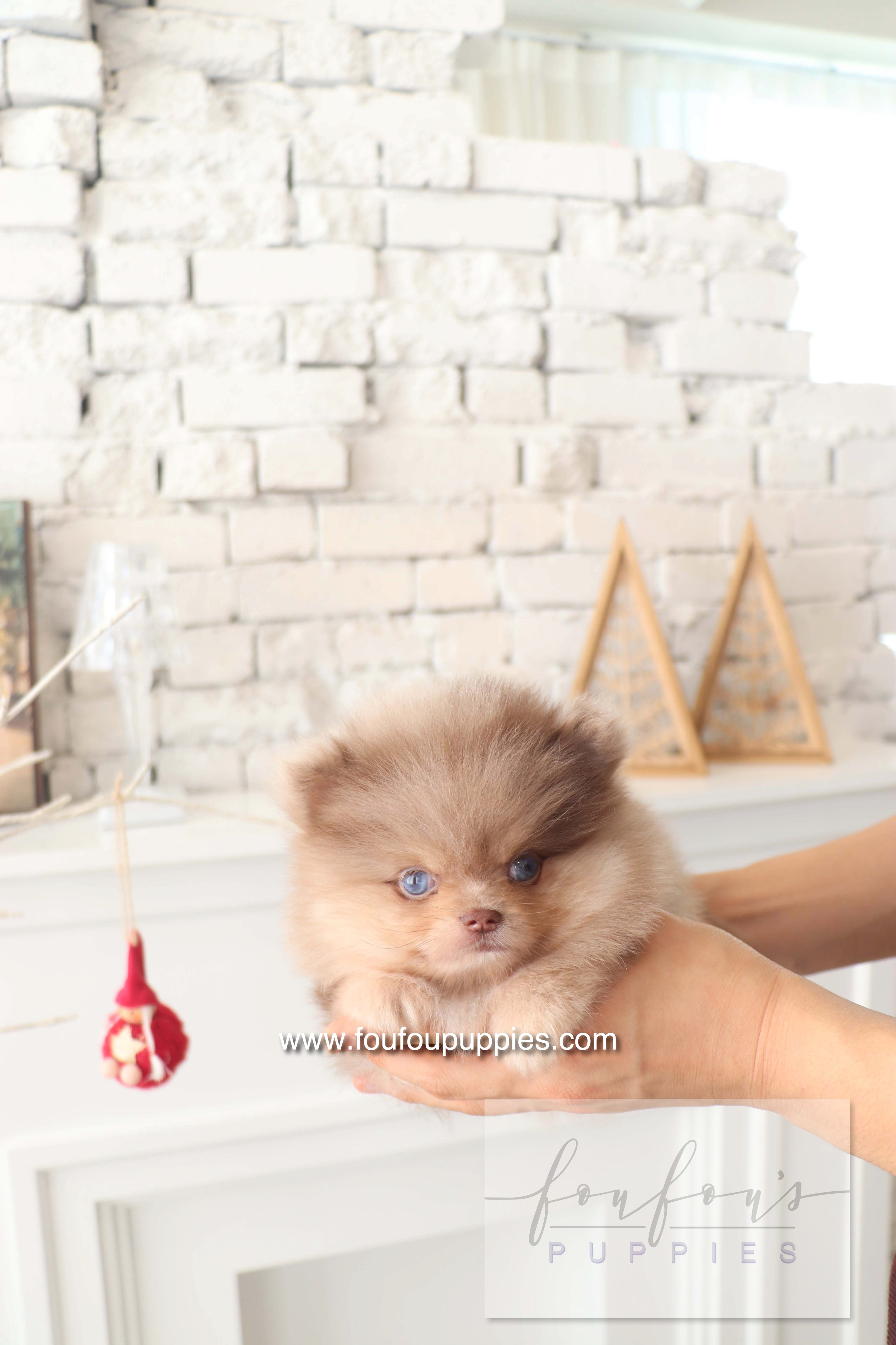 Cosmo - Pomeranian M.