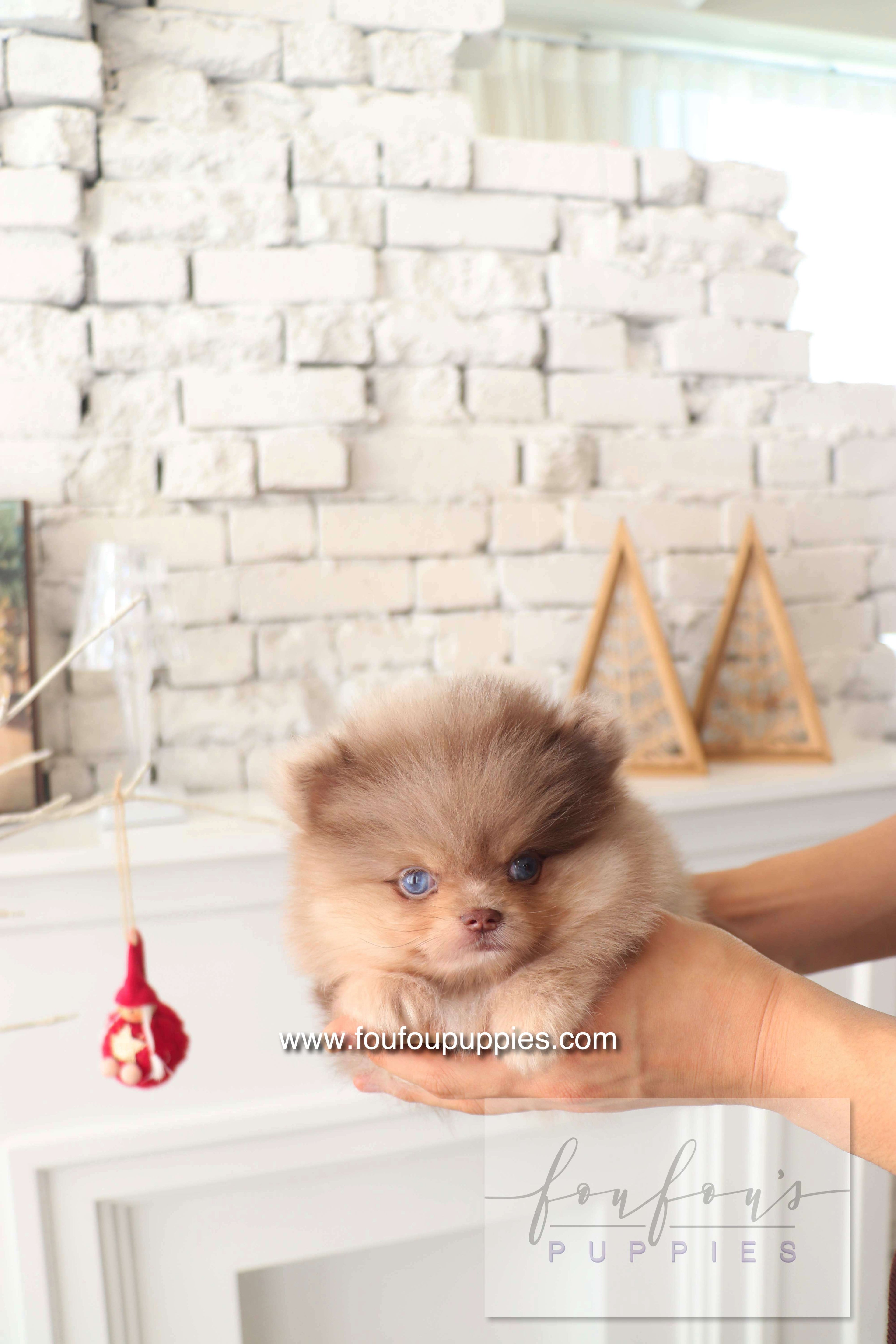 Cosmo - Pomeranian M.
