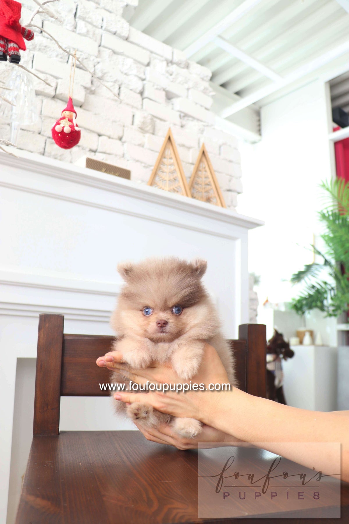 Cosmo - Pomeranian M.