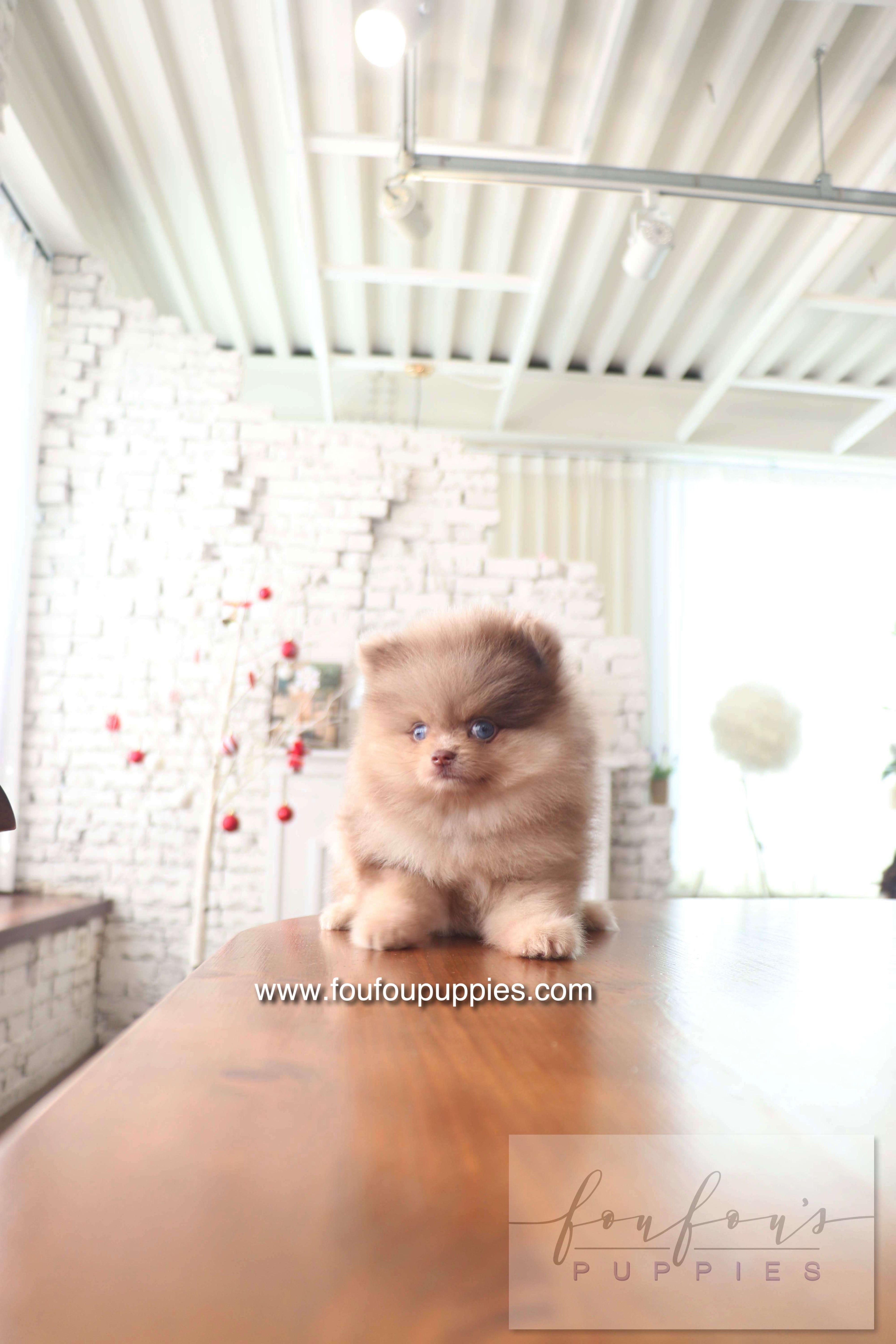 Cosmo - Pomeranian M.