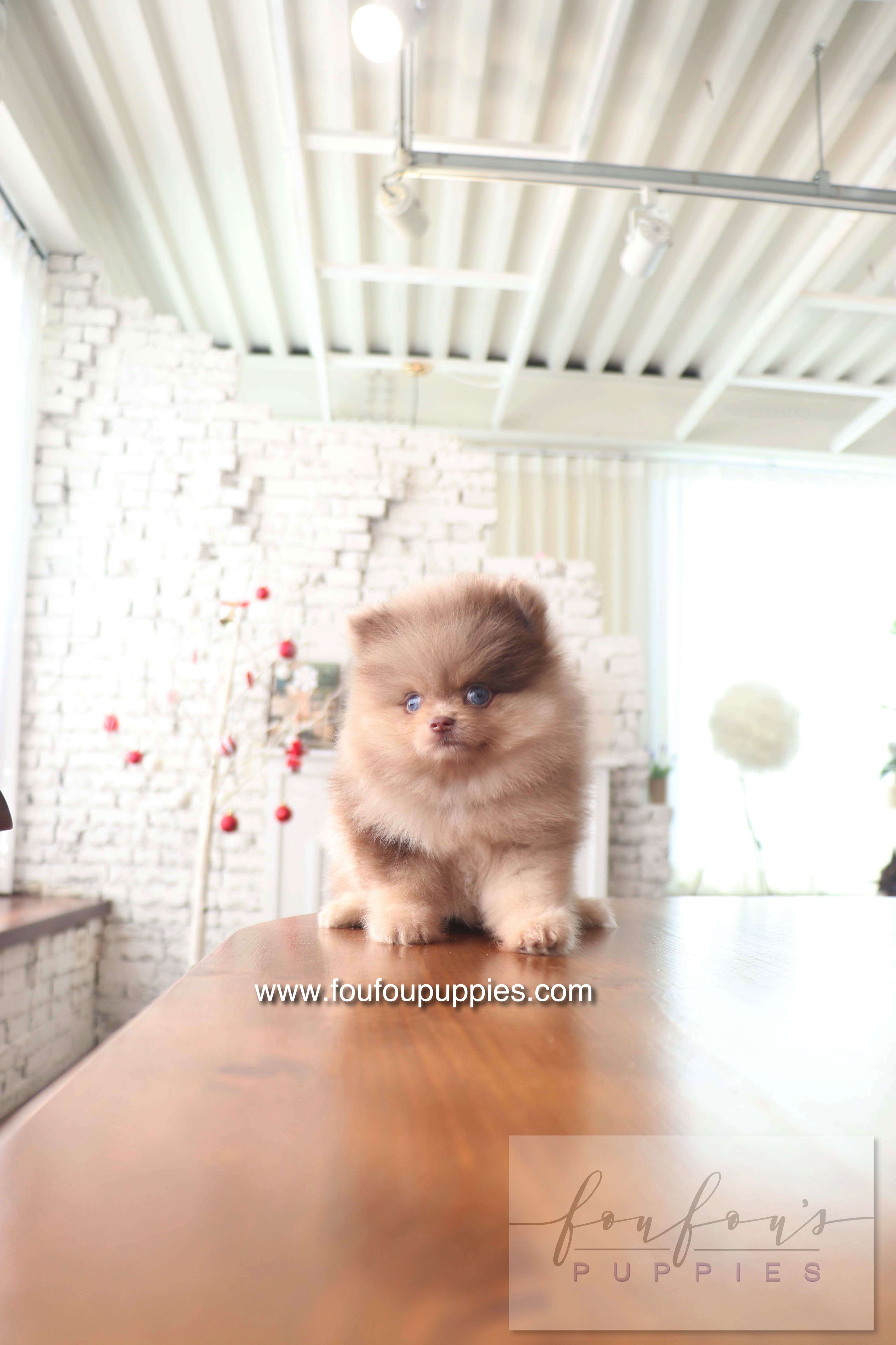 Cosmo - Pomeranian M.