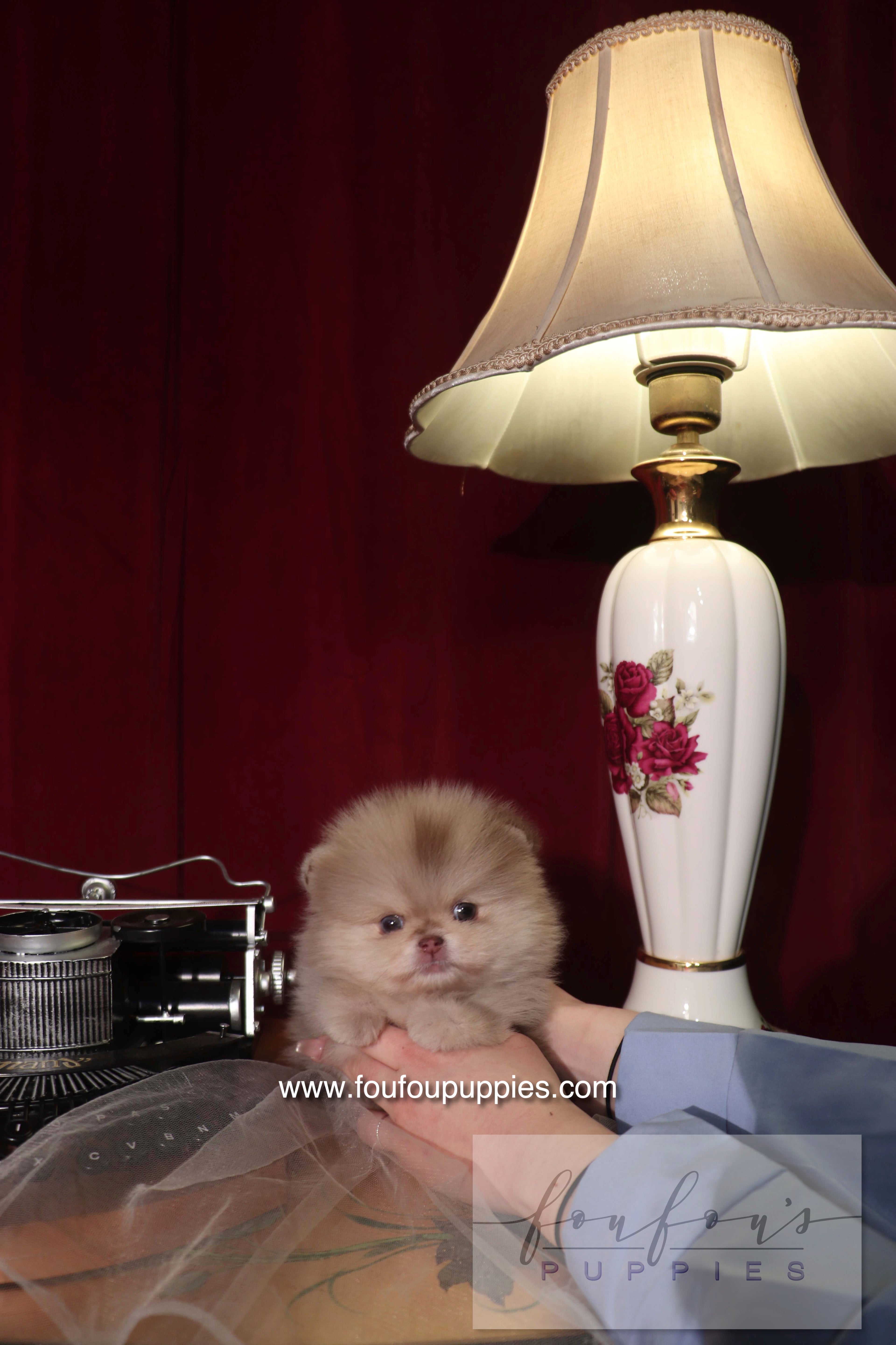 Hiroshi - Pomeranian M.