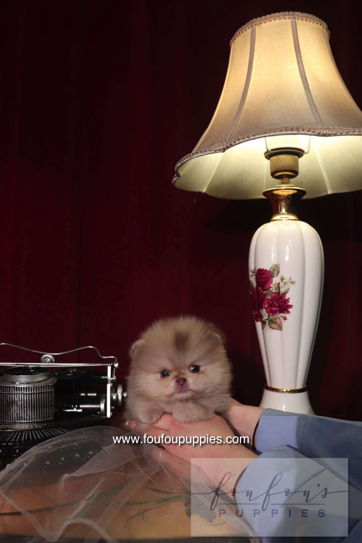 Hiroshi - Pomeranian M.
