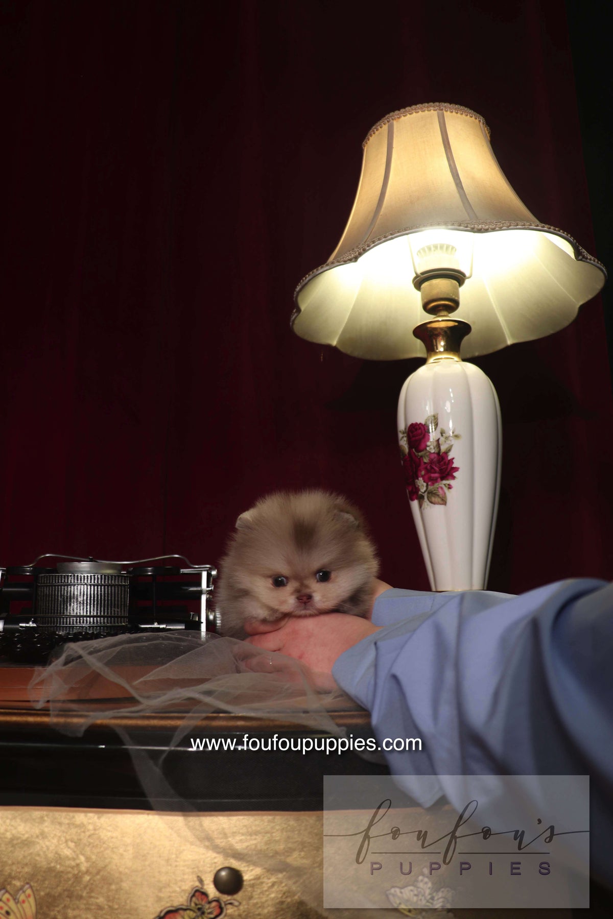 Hiroshi - Pomeranian M.