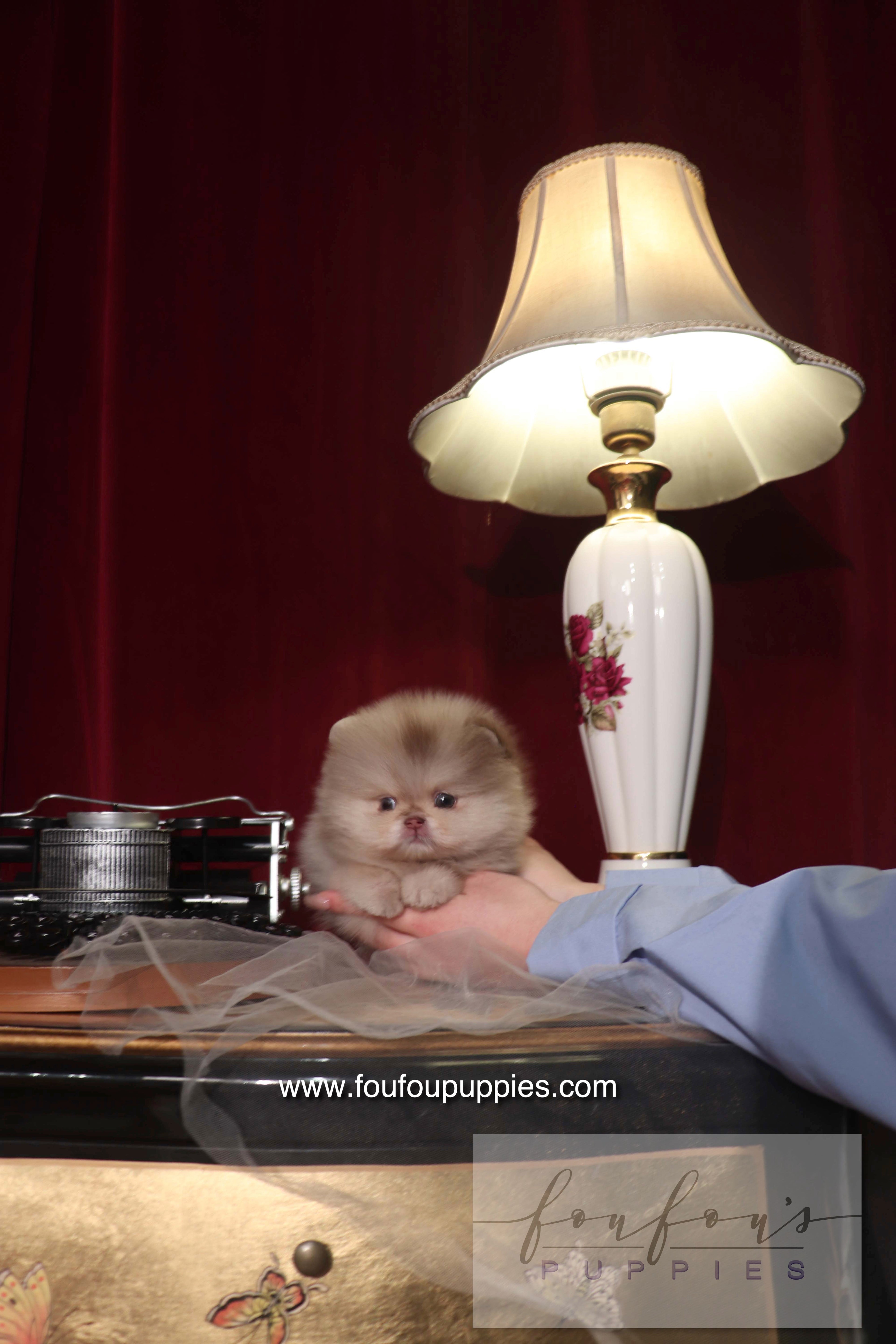 Hiroshi - Pomeranian M.