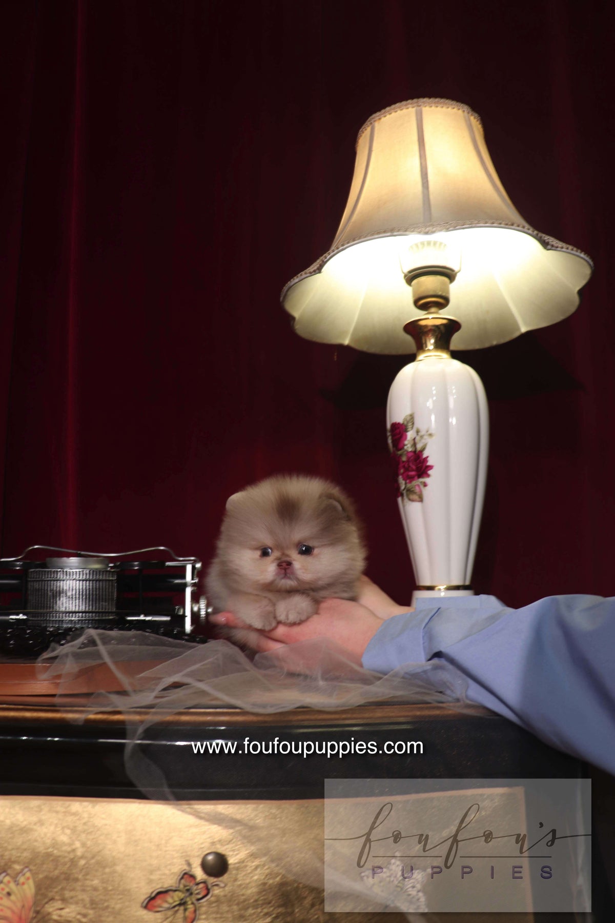 Hiroshi - Pomeranian M.