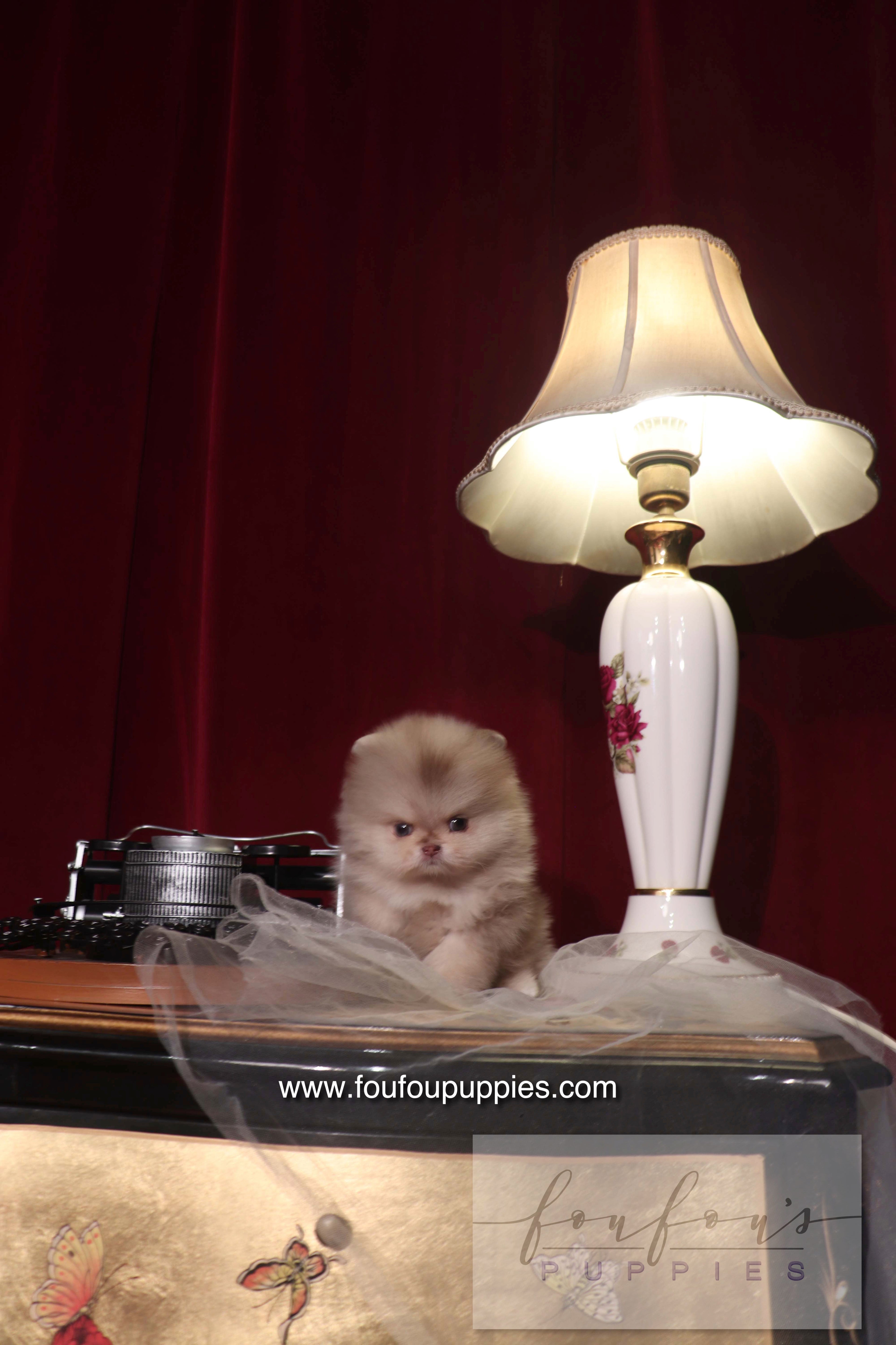 Hiroshi - Pomeranian M.