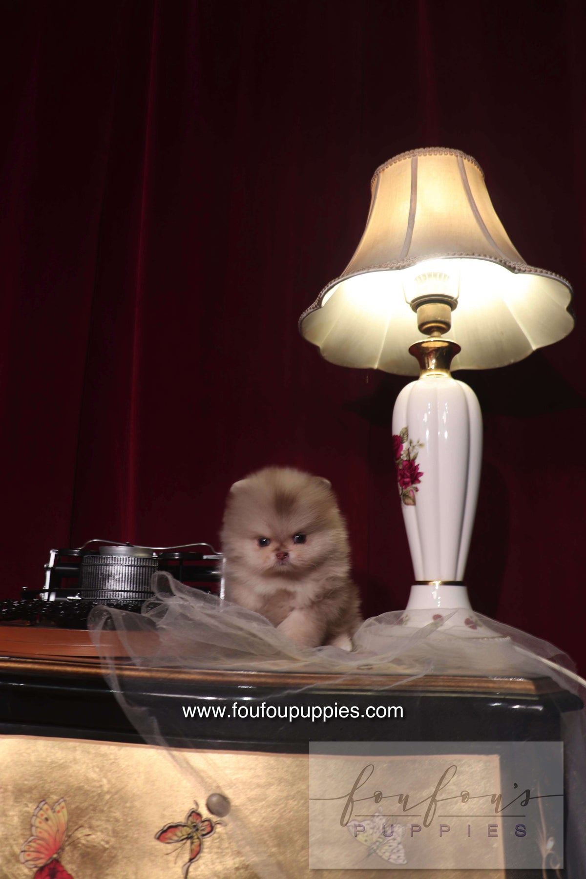 Hiroshi - Pomeranian M.