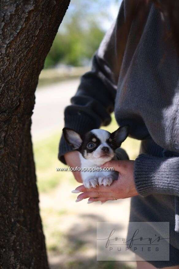 Atom - Chihuahua M.