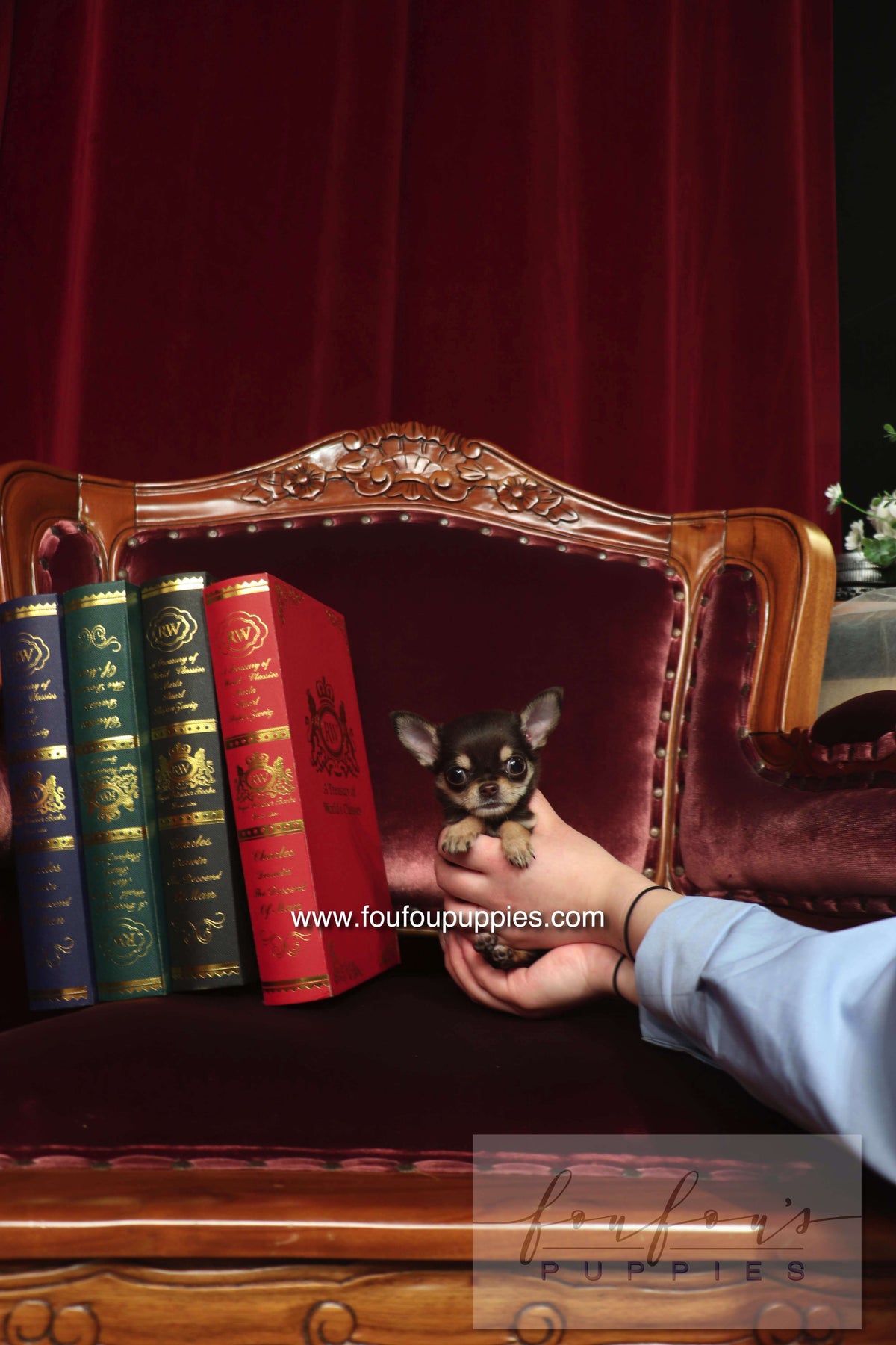 Small dog held in a hand next to a row of books on a wooden chair with a red curtain background.