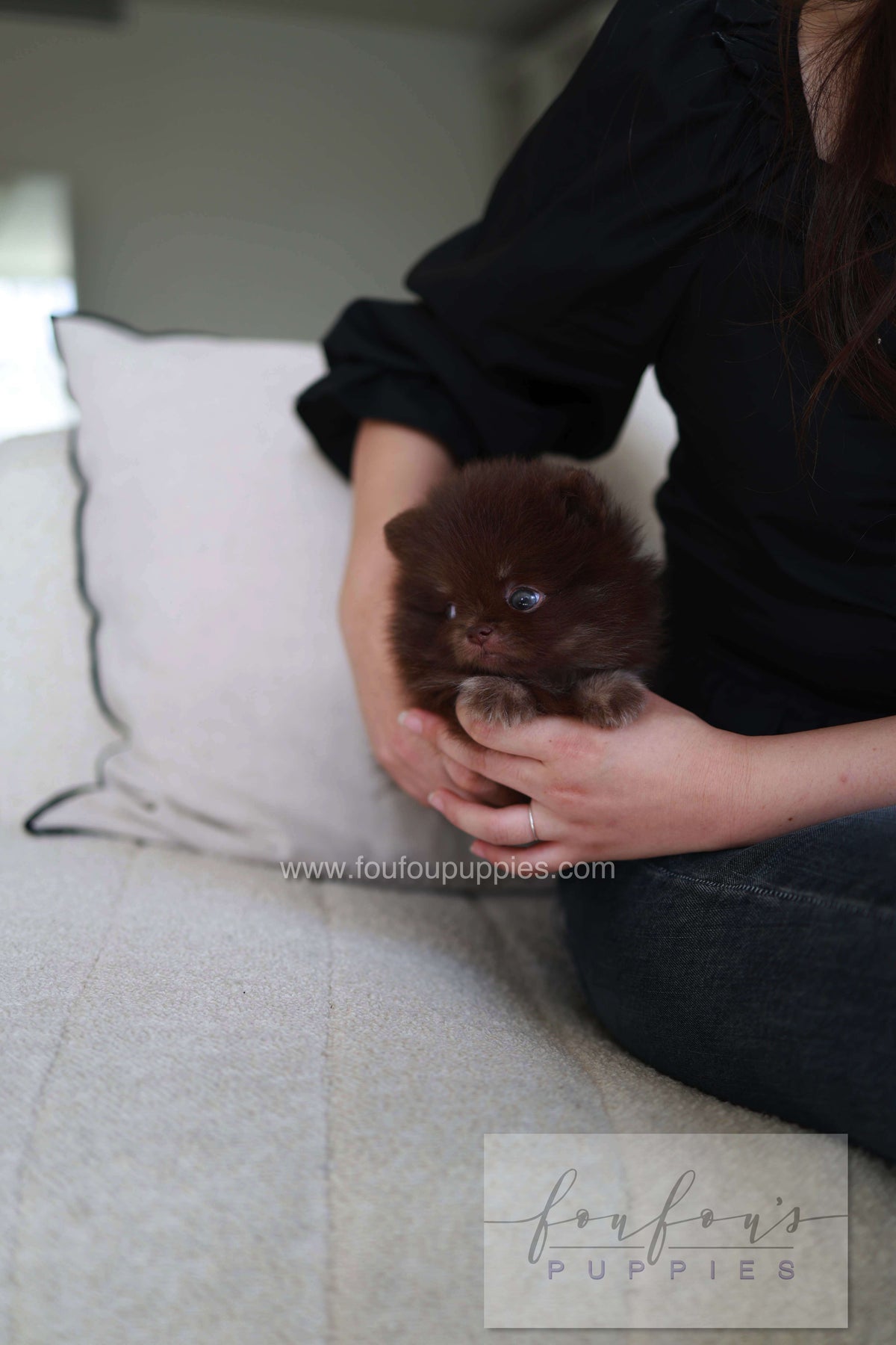 Twix - Pomeranian M.