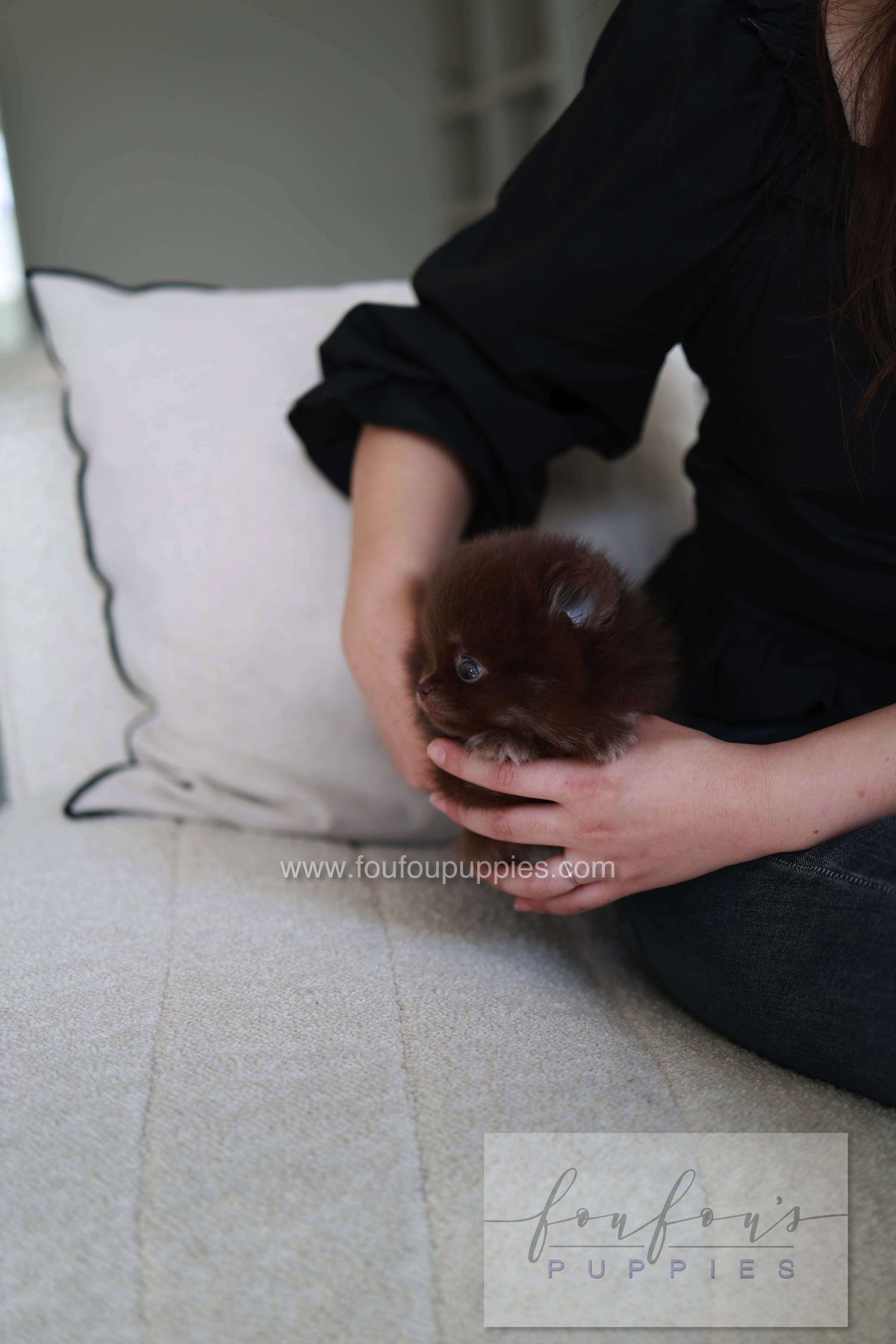 Twix - Pomeranian M.