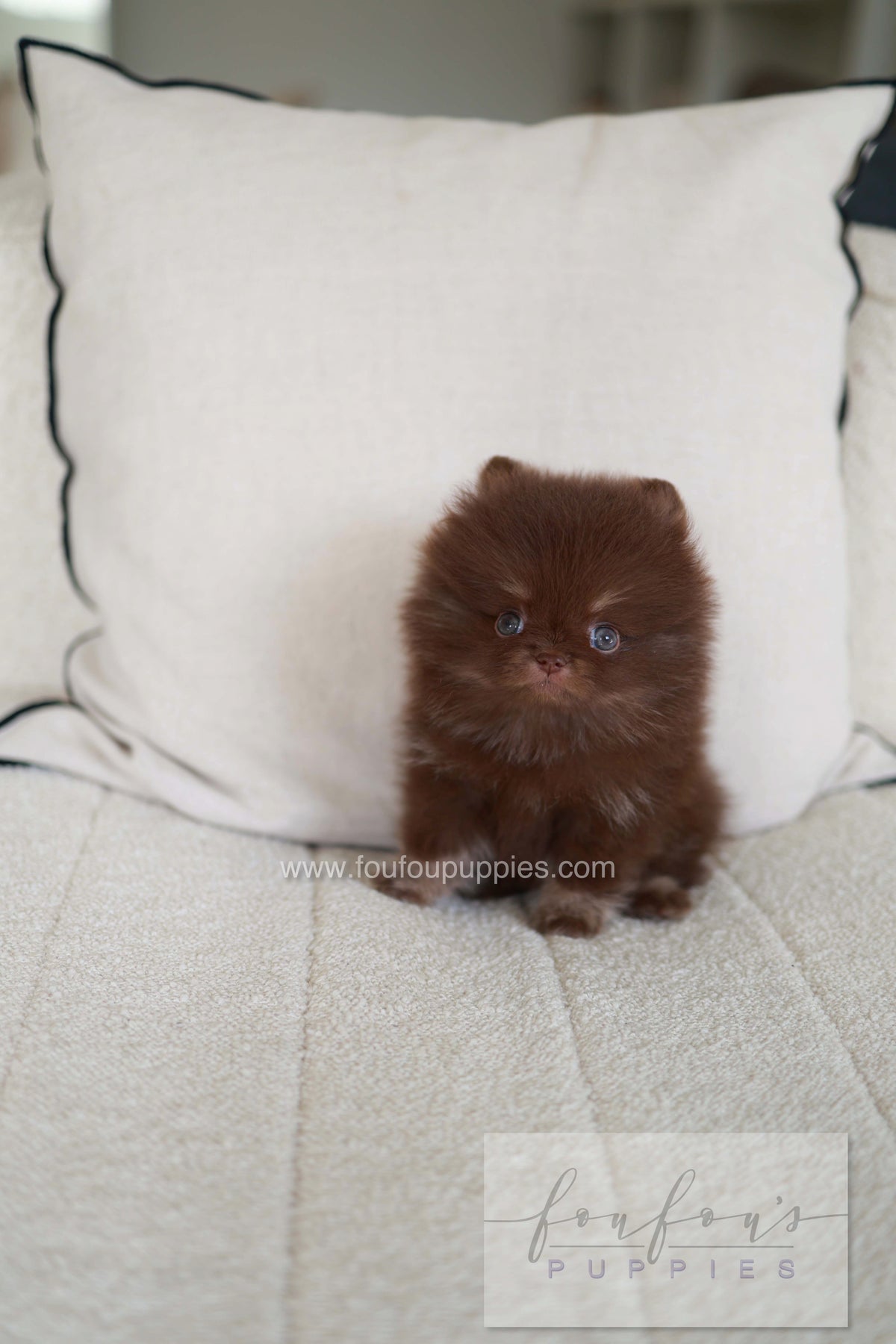 Twix - Pomeranian M.