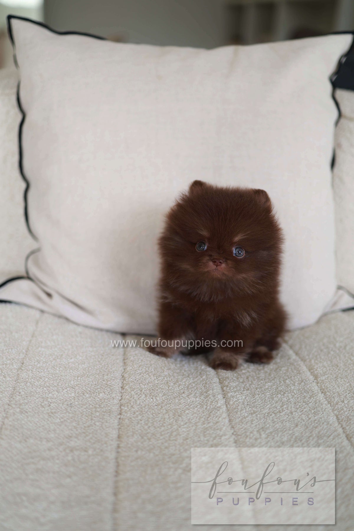Twix - Pomeranian M.