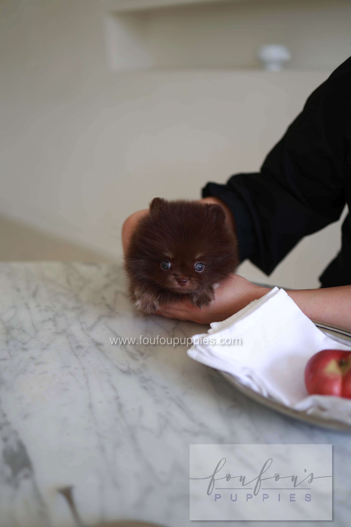Twix - Pomeranian M.