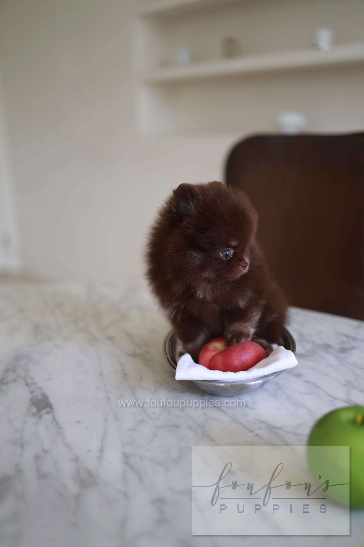 Twix - Pomeranian M.