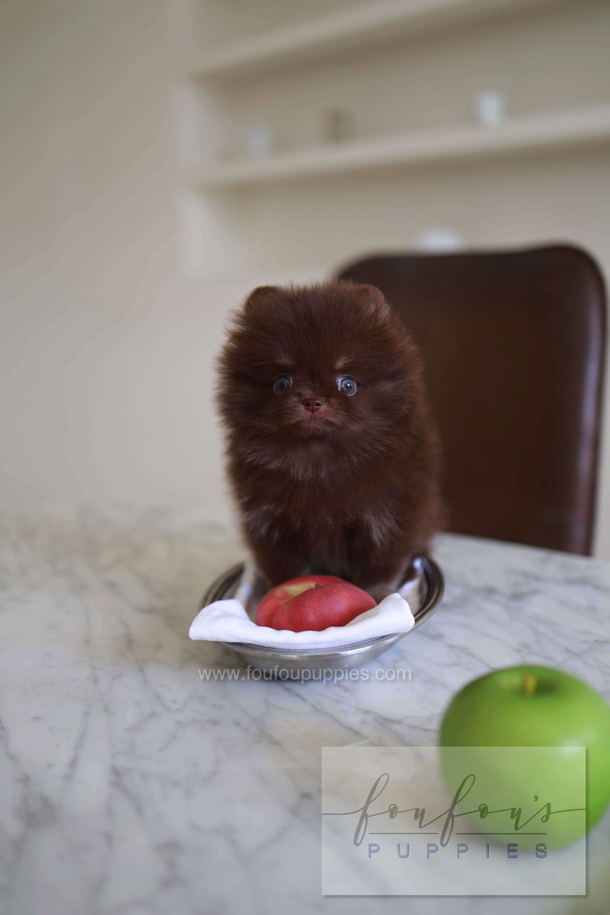 Twix - Pomeranian M.