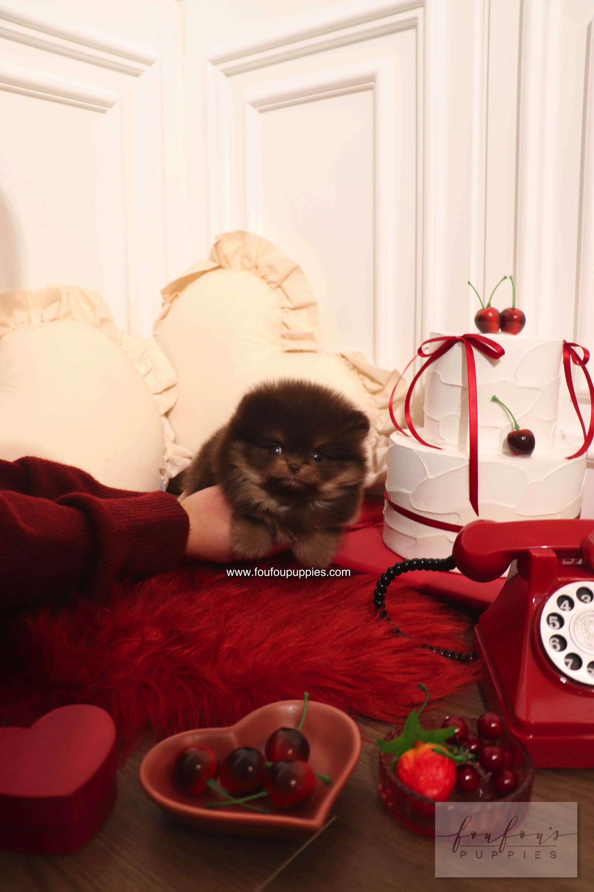 Hershey - Pomeranian M.
