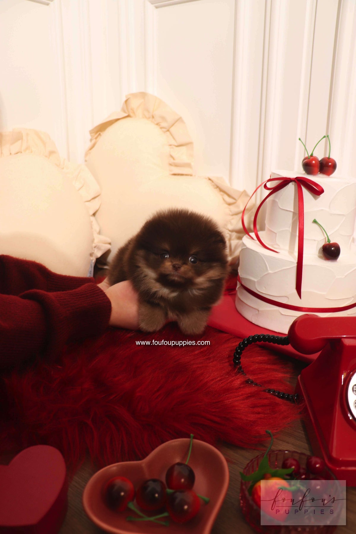 Hershey - Pomeranian M.