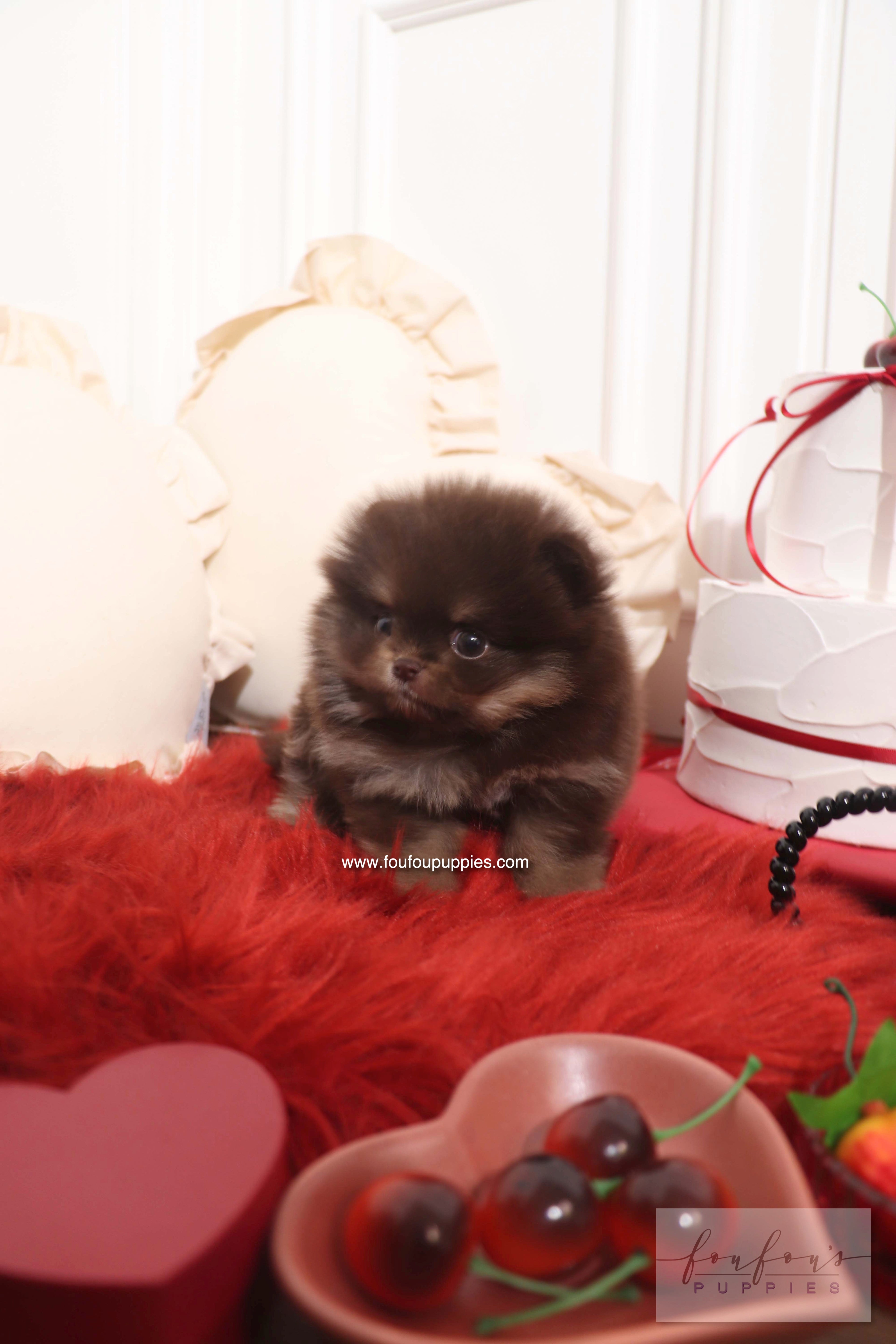 Hershey - Pomeranian M.