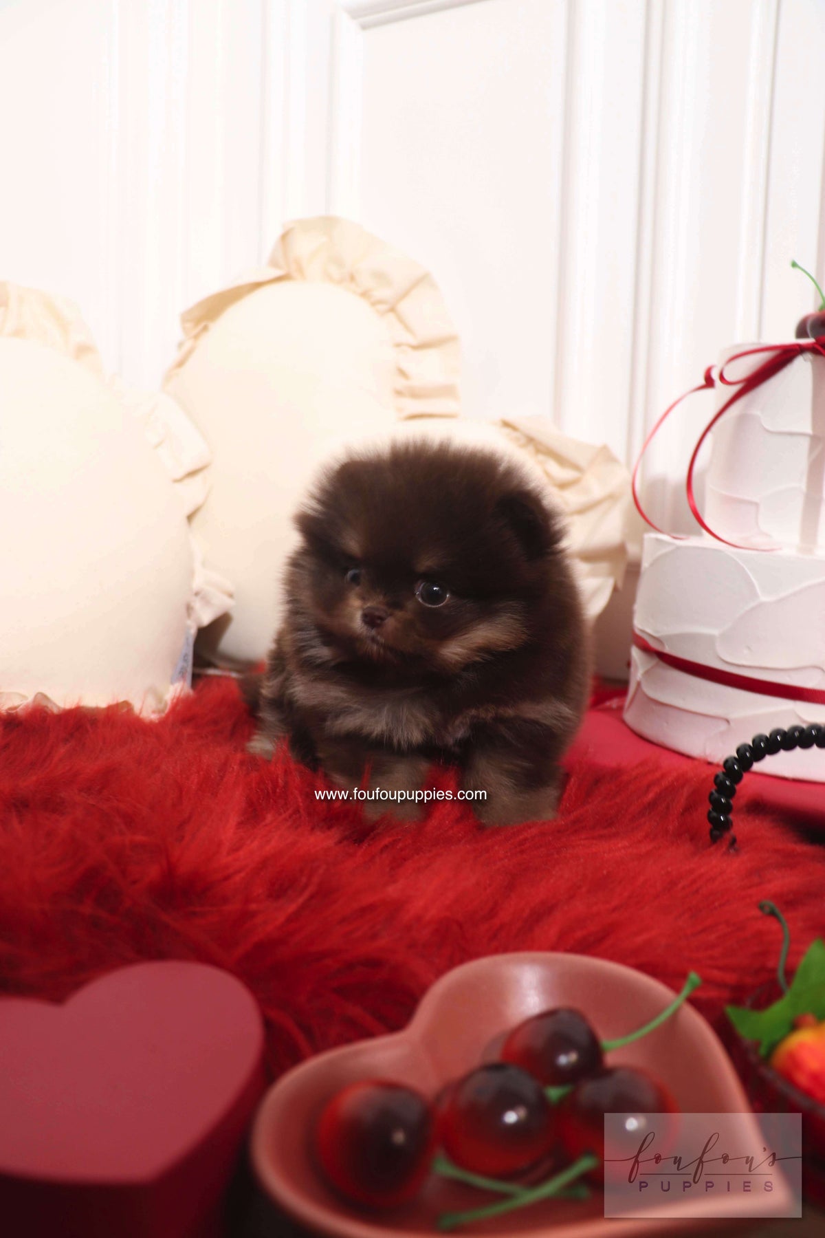 Hershey - Pomeranian M.