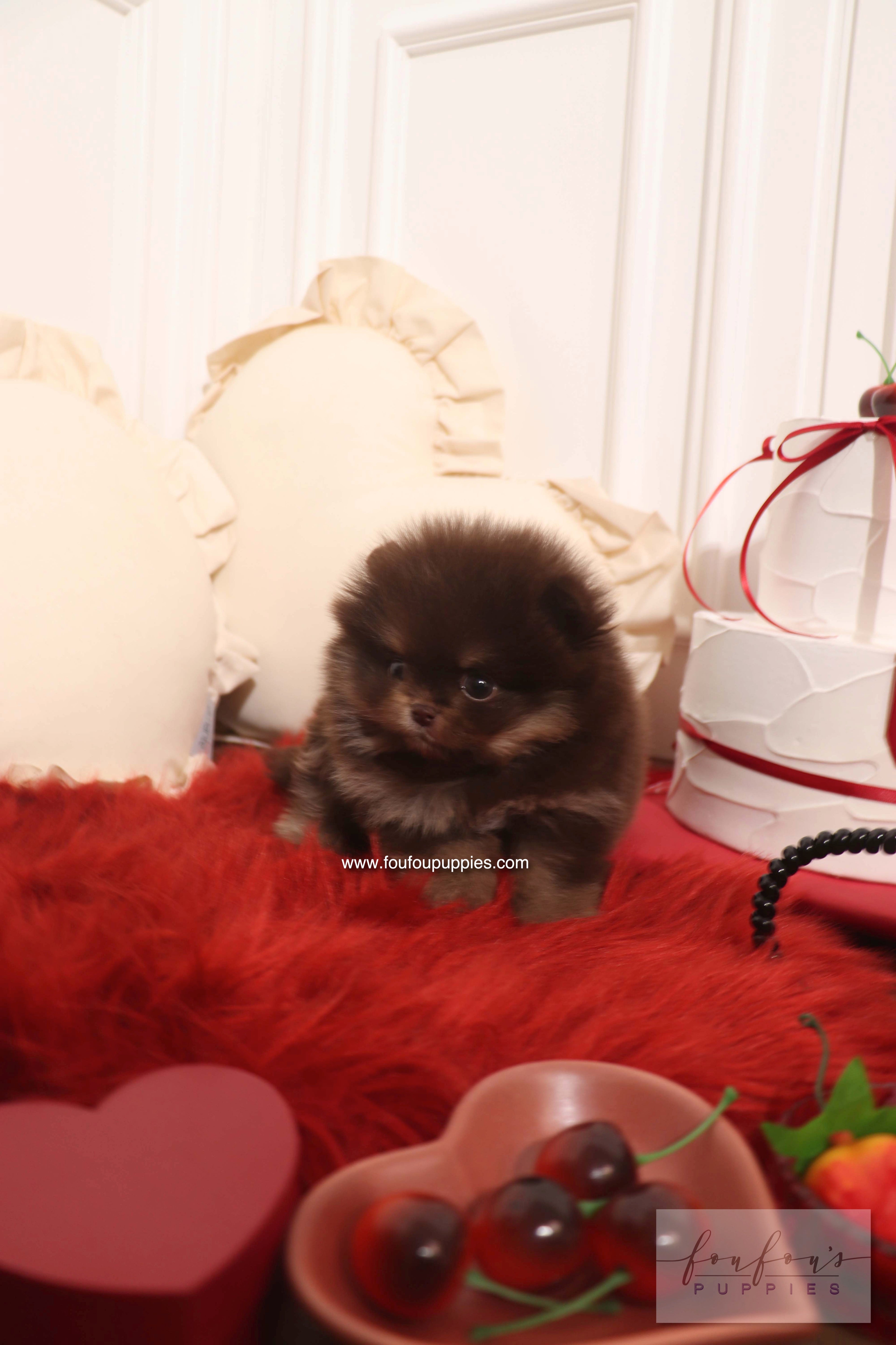 Hershey - Pomeranian M.
